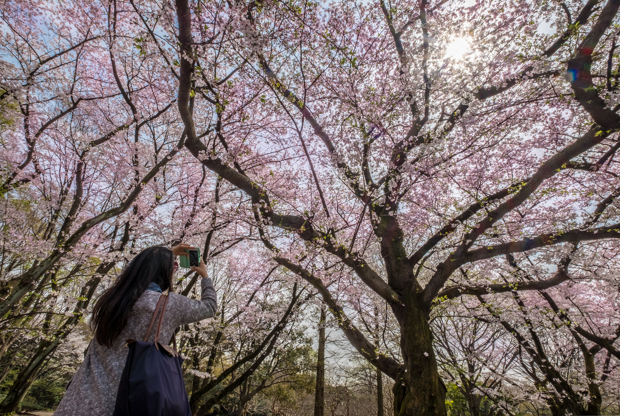 Fujifilm X-E2S + Fujifilm XF 10-24mm F4 R OIS sample photo. Yoyogi park (picture of cherry blossoms) photography