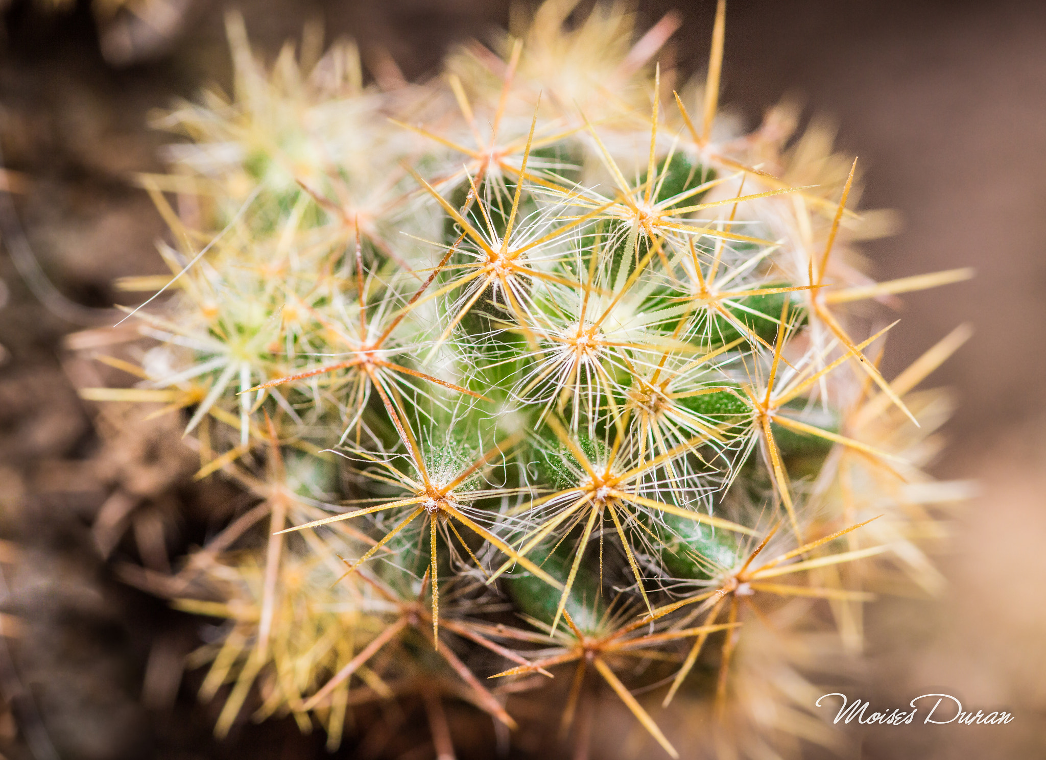 Canon EOS 6D + Sigma 105mm F2.8 EX DG Macro sample photo. Inside..  photography