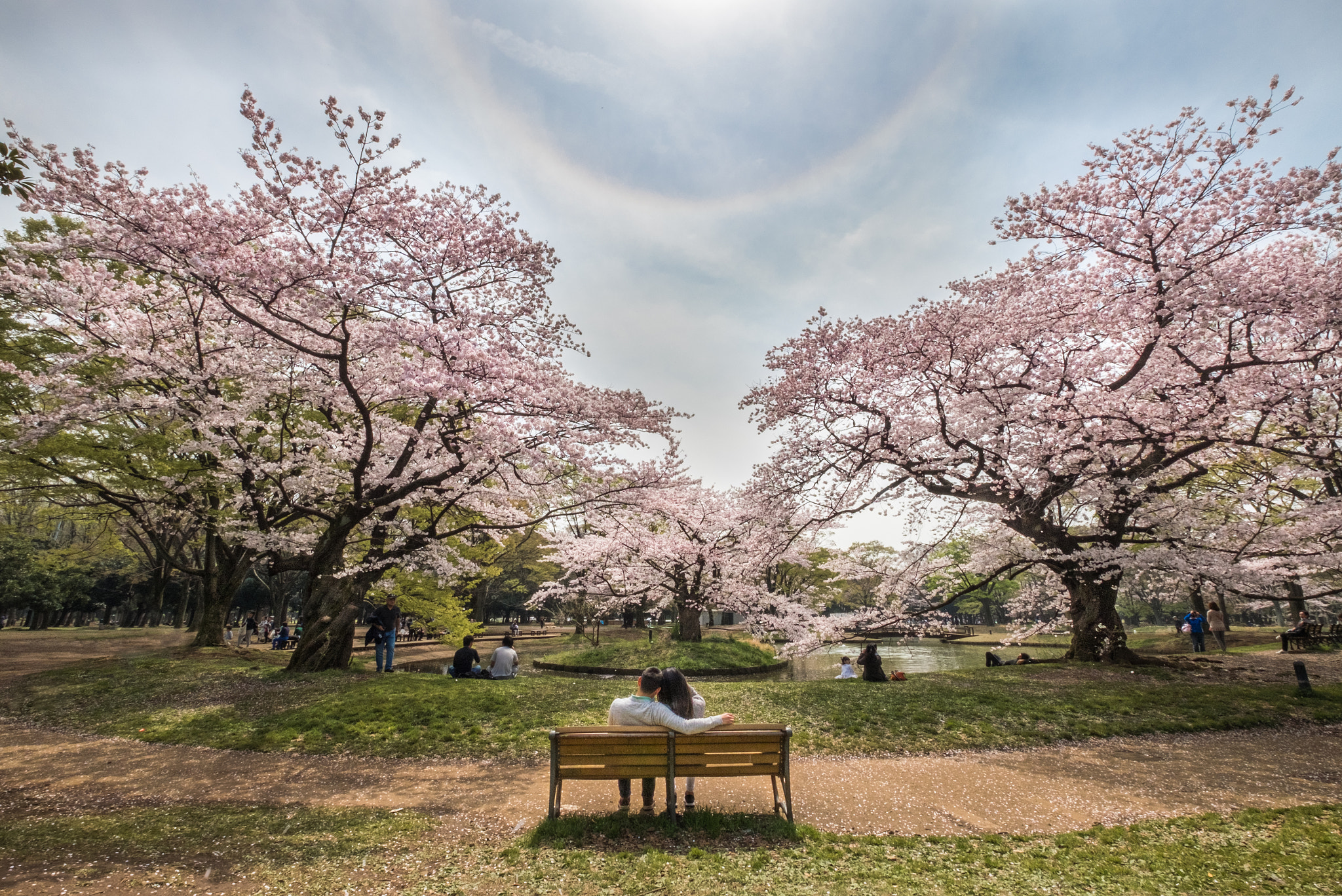 Fujifilm X-E2S + Fujifilm XF 10-24mm F4 R OIS sample photo. Yoyogi park (cherry blossom bench) photography