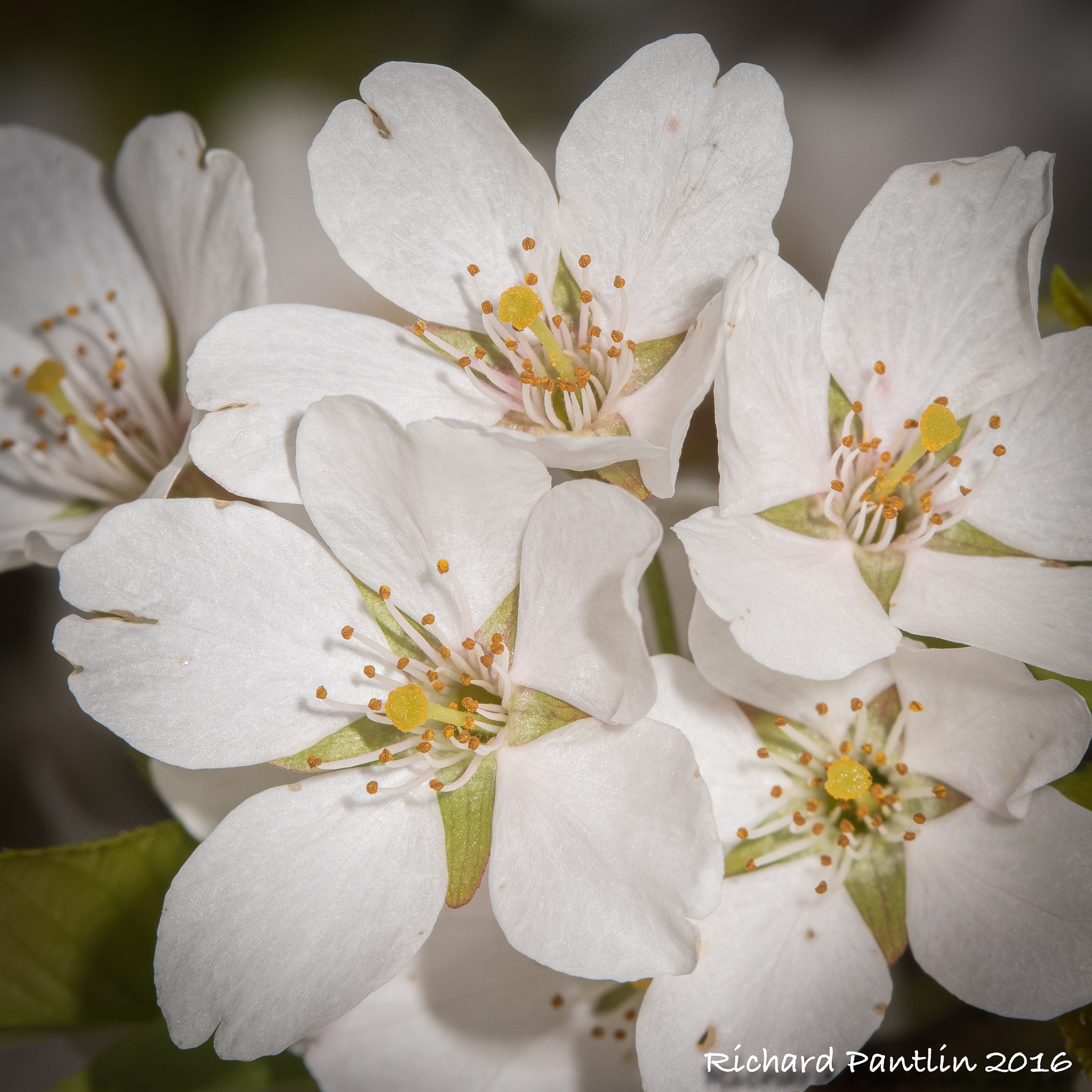 Nikon D750 + Nikon AF Micro-Nikkor 200mm F4D ED-IF sample photo. _rjp8350-117.jpg photography