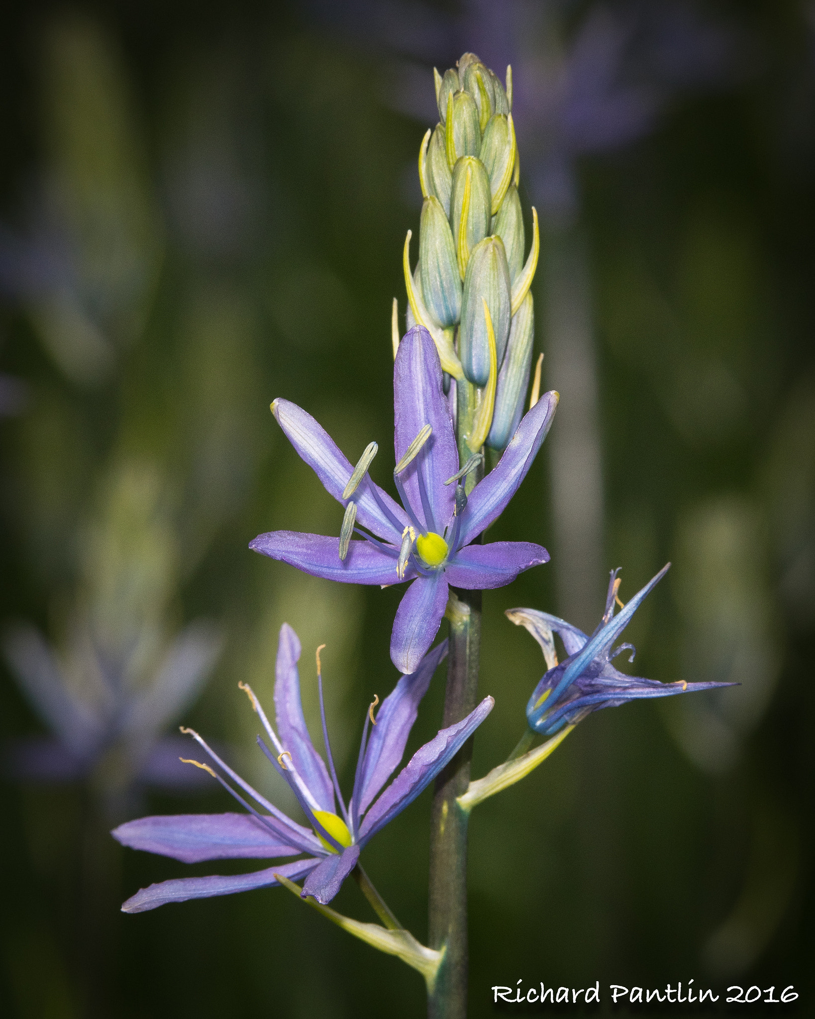 Nikon D750 + Nikon AF Micro-Nikkor 200mm F4D ED-IF sample photo. _rjp8392-134.jpg photography