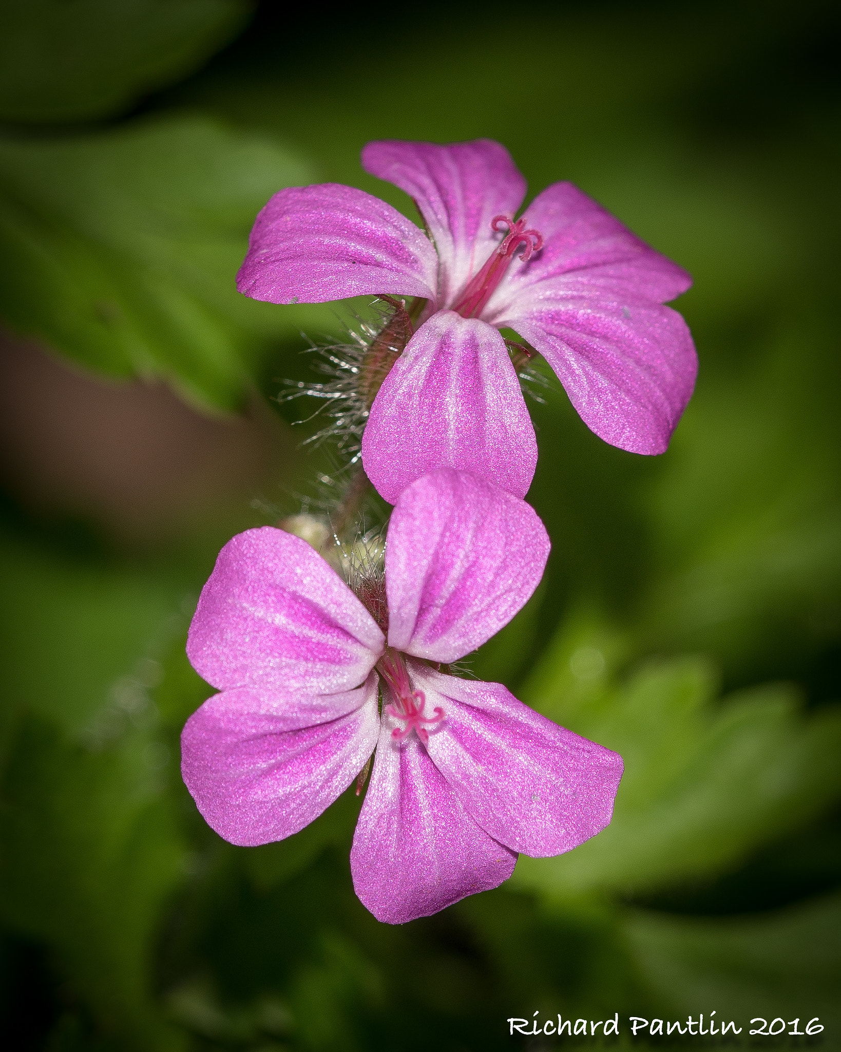 Nikon D750 + Nikon AF Micro-Nikkor 200mm F4D ED-IF sample photo. _rjp8413-140.jpg photography