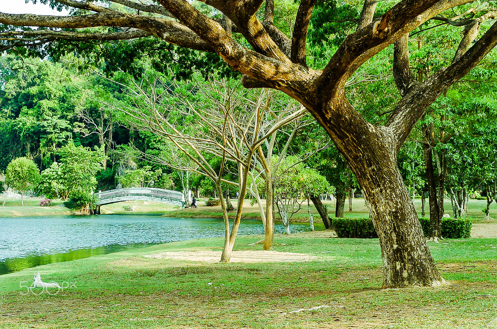 Nikon D2H + Nikon AF Nikkor 50mm F1.8D sample photo. This place is the favorite local park in phangnga photography