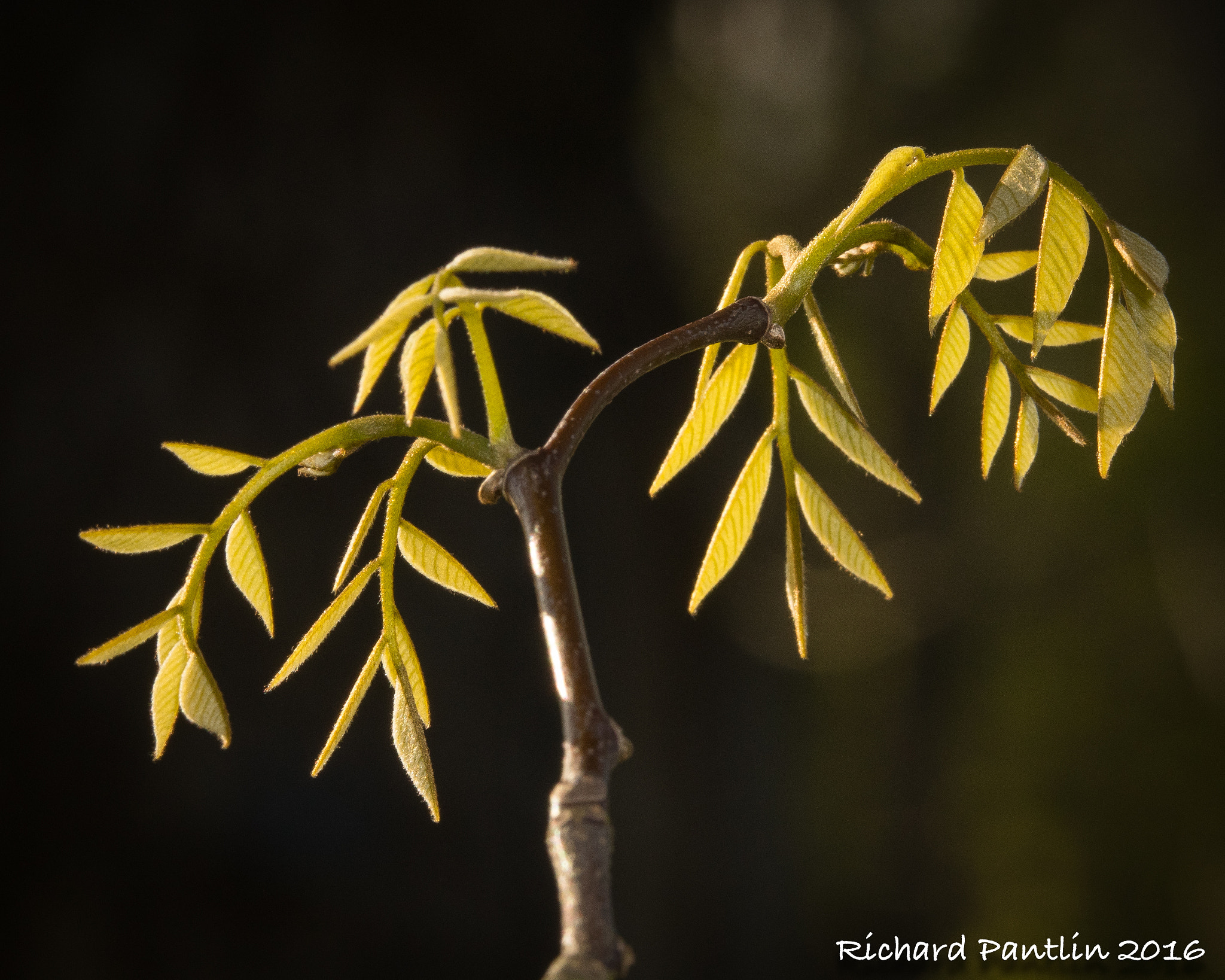 Nikon D750 + Nikon AF Micro-Nikkor 200mm F4D ED-IF sample photo. _rjp8437-147.jpg photography