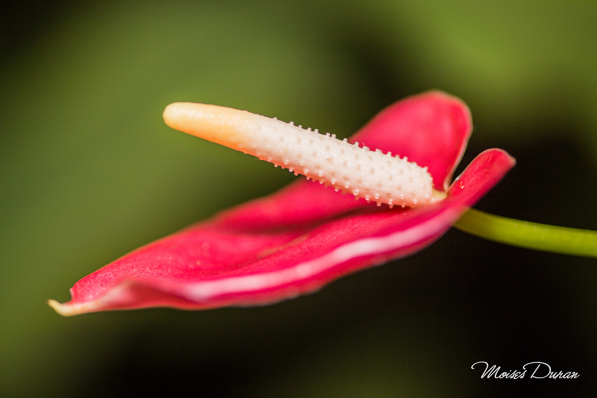 Canon EOS 6D + Sigma 105mm F2.8 EX DG Macro sample photo. Elegant..  photography