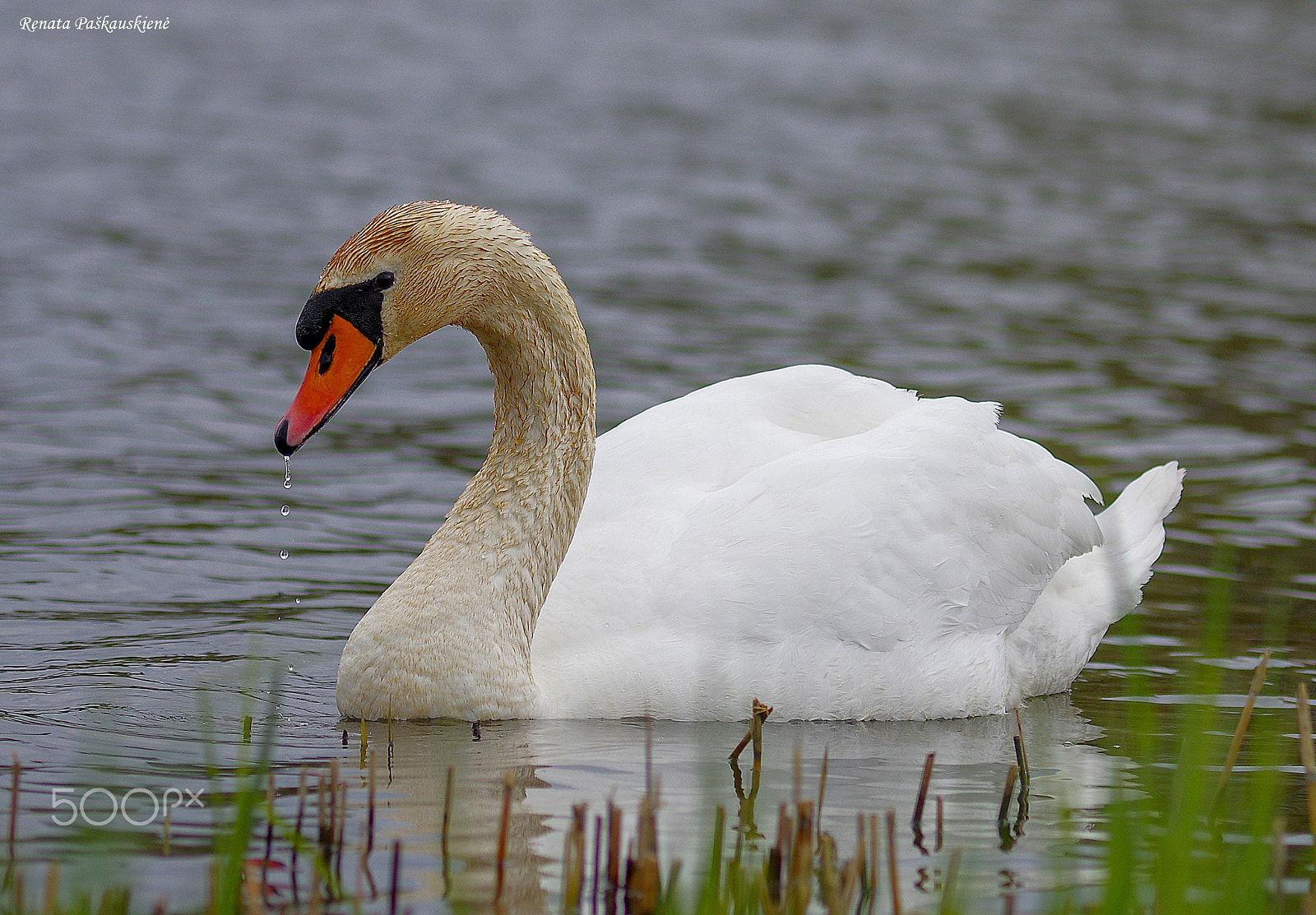 Pentax K-3 sample photo. Bird photography