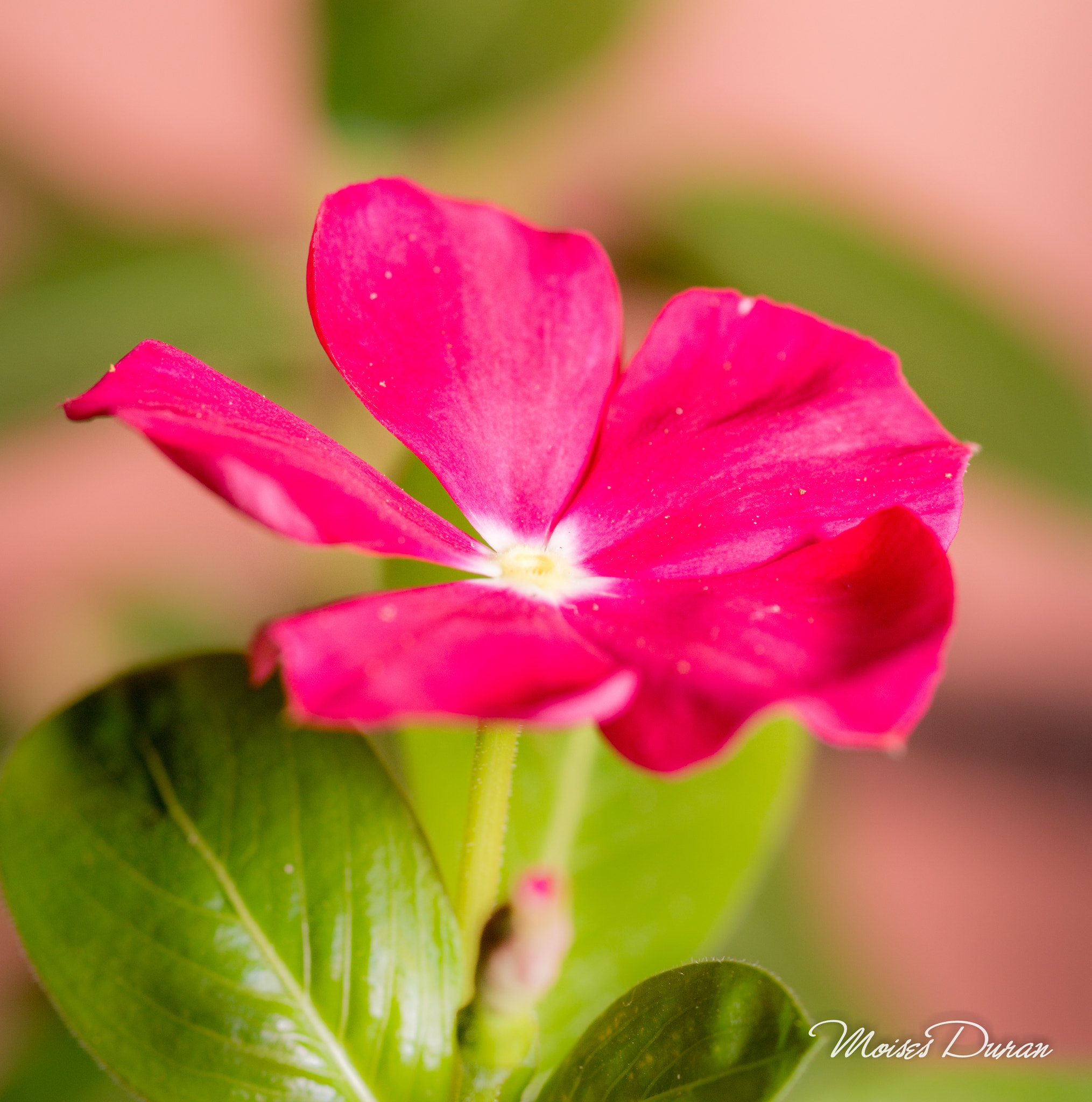 Canon EOS 6D + Sigma 105mm F2.8 EX DG Macro sample photo. Simple and beauty photography