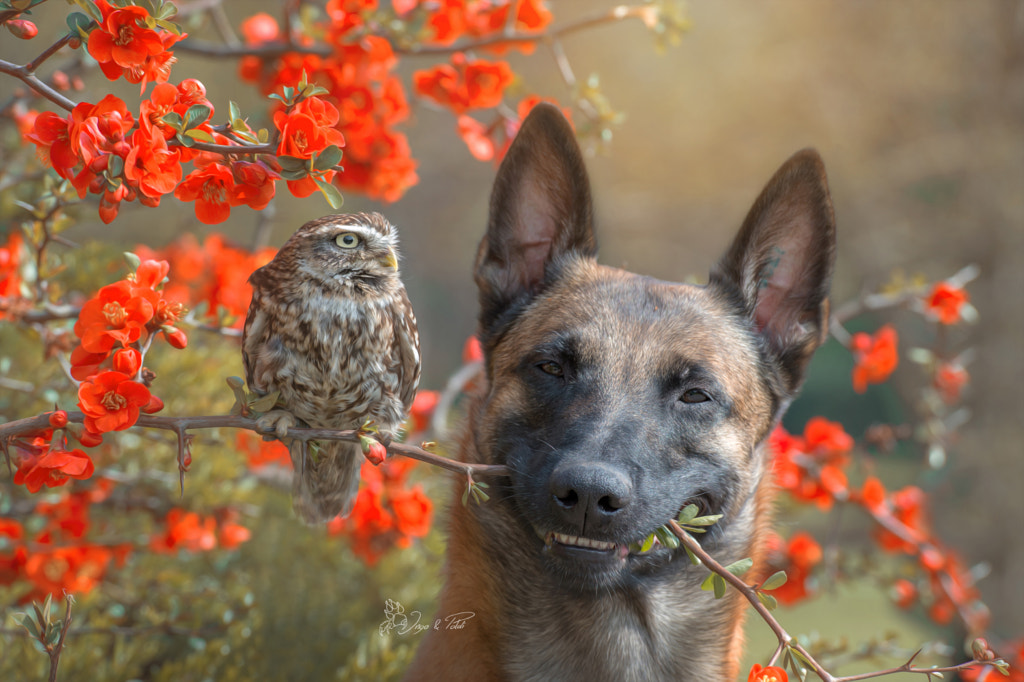 Smile,   Tanja Brandt  500px.com