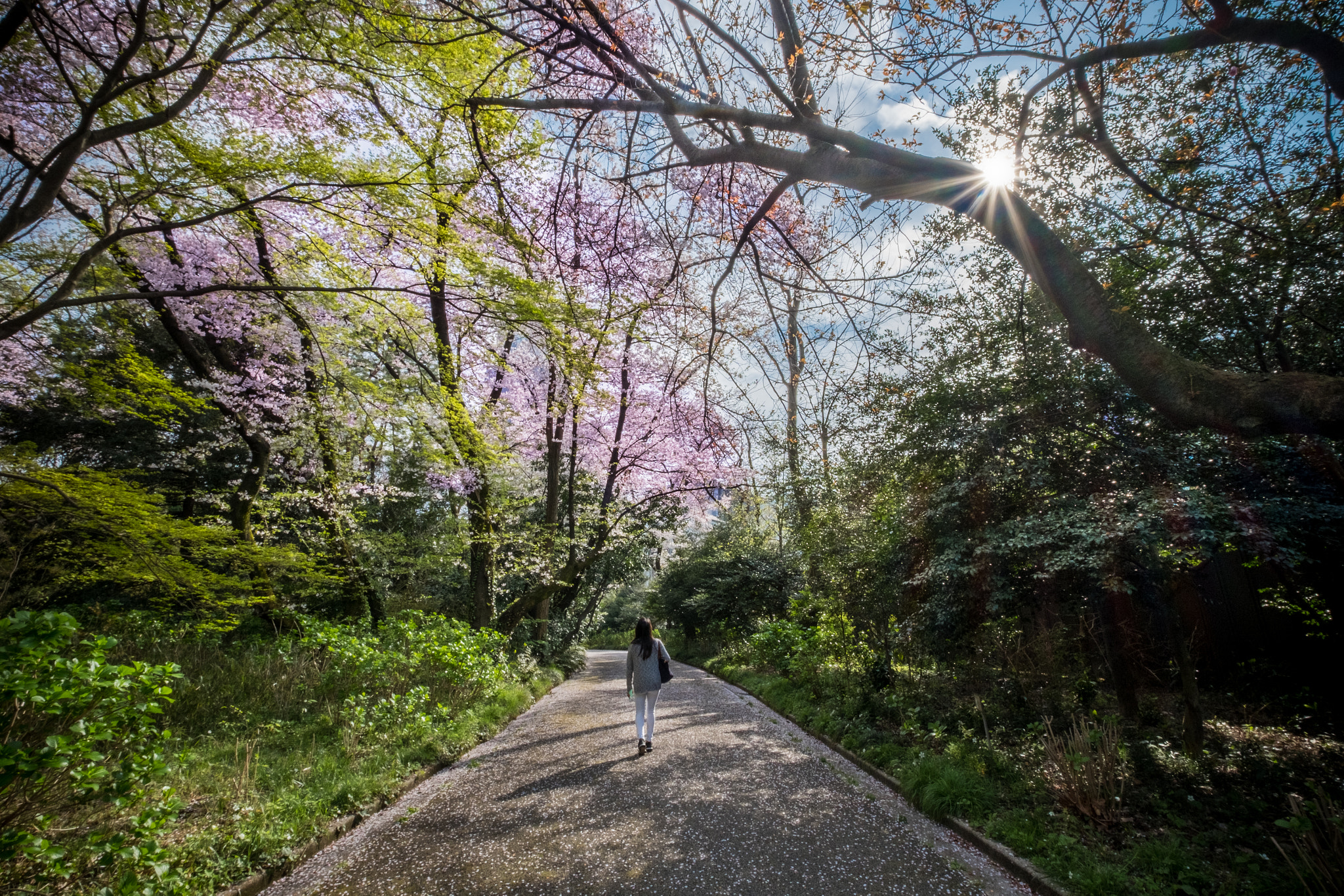 Fujifilm X-E2S + Fujifilm XF 10-24mm F4 R OIS sample photo. Shinjuku gyoen (path) photography