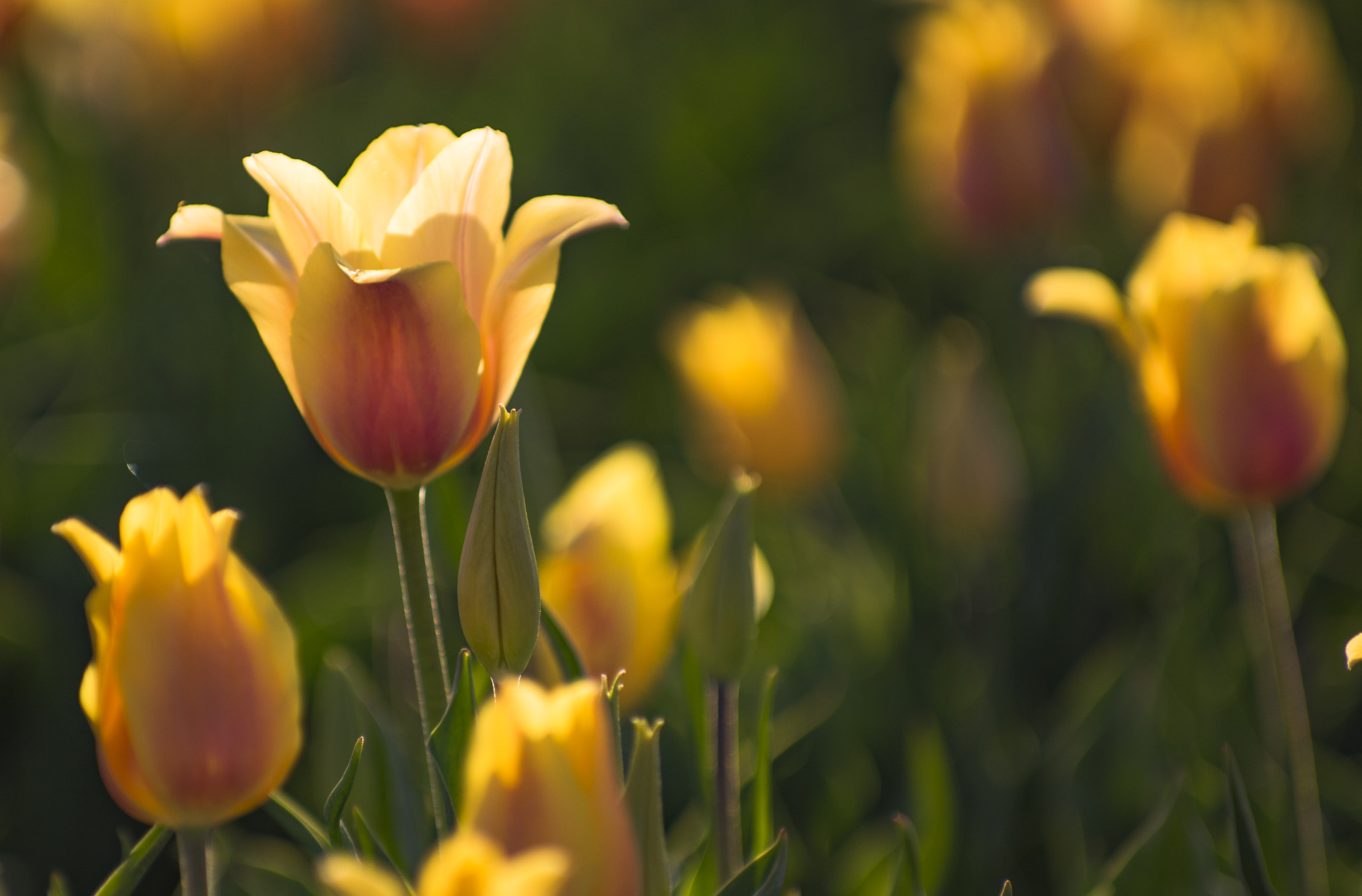 Pentax K-3 sample photo. Lale photography