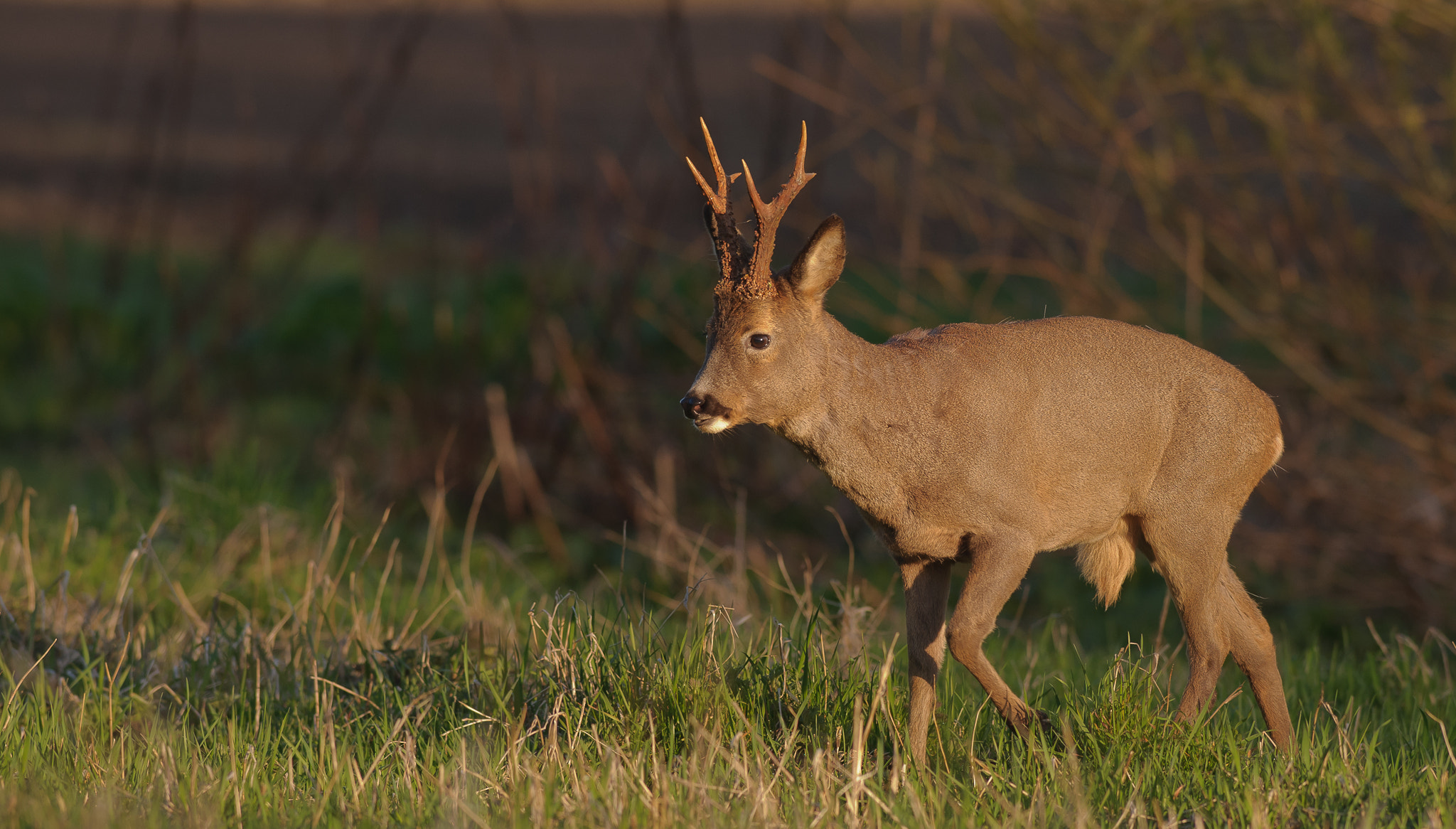 Nikon AF-S Nikkor 300mm F2.8G ED VR II sample photo. A strong roebuck photography