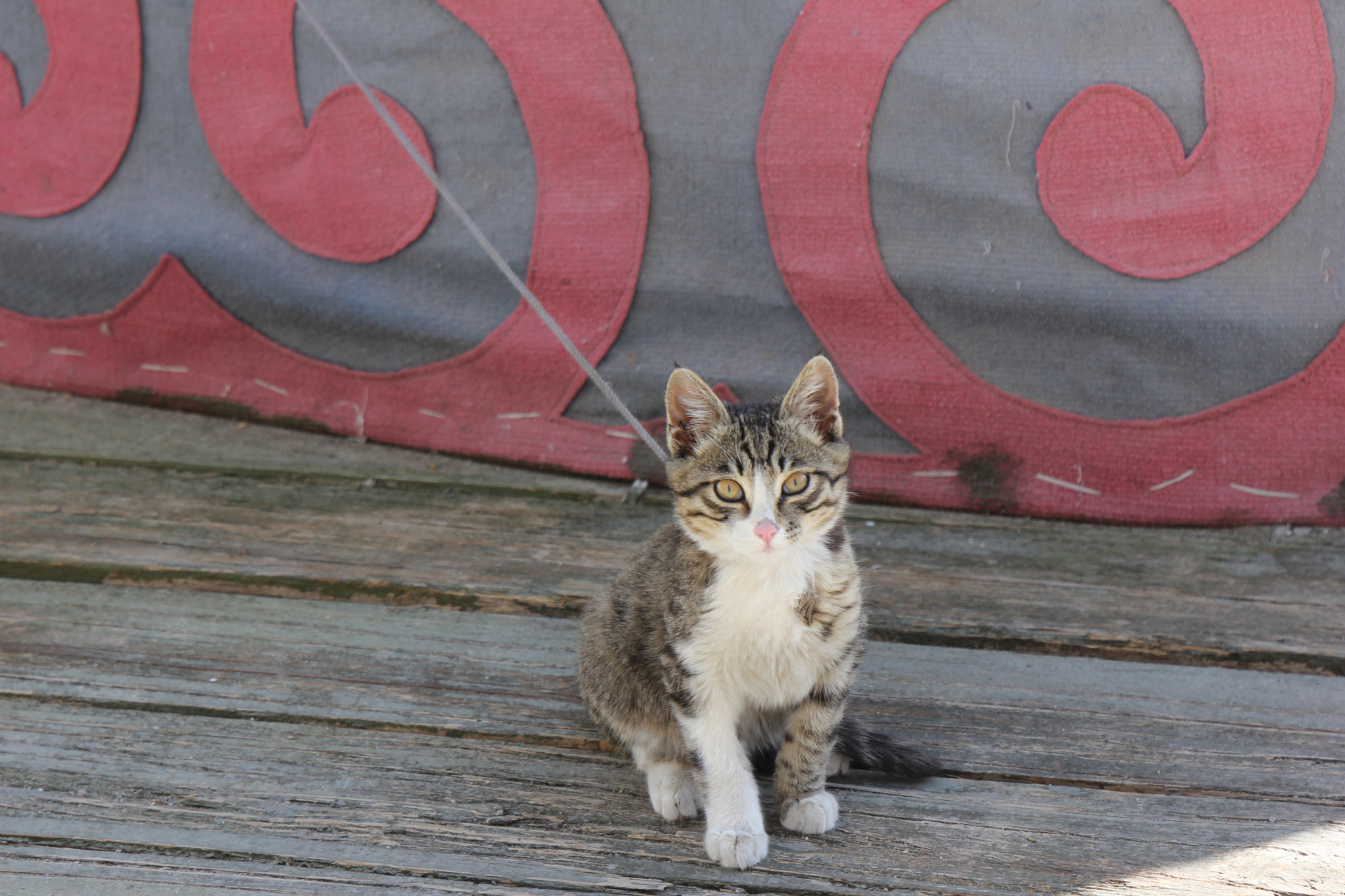 Canon EF 24-105mm F3.5-5.6 IS STM sample photo. Cruel or kind photography