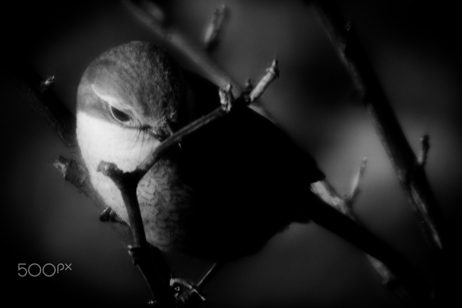 Nikon D40X + Sigma APO 400mm F5.6 sample photo. Bird #2 photography