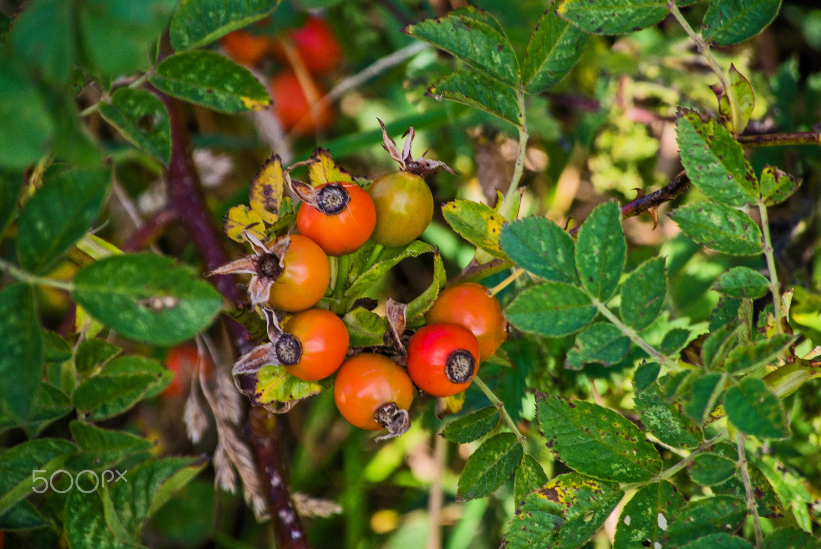 Nikon 1 V1 sample photo. Autumn berries photography