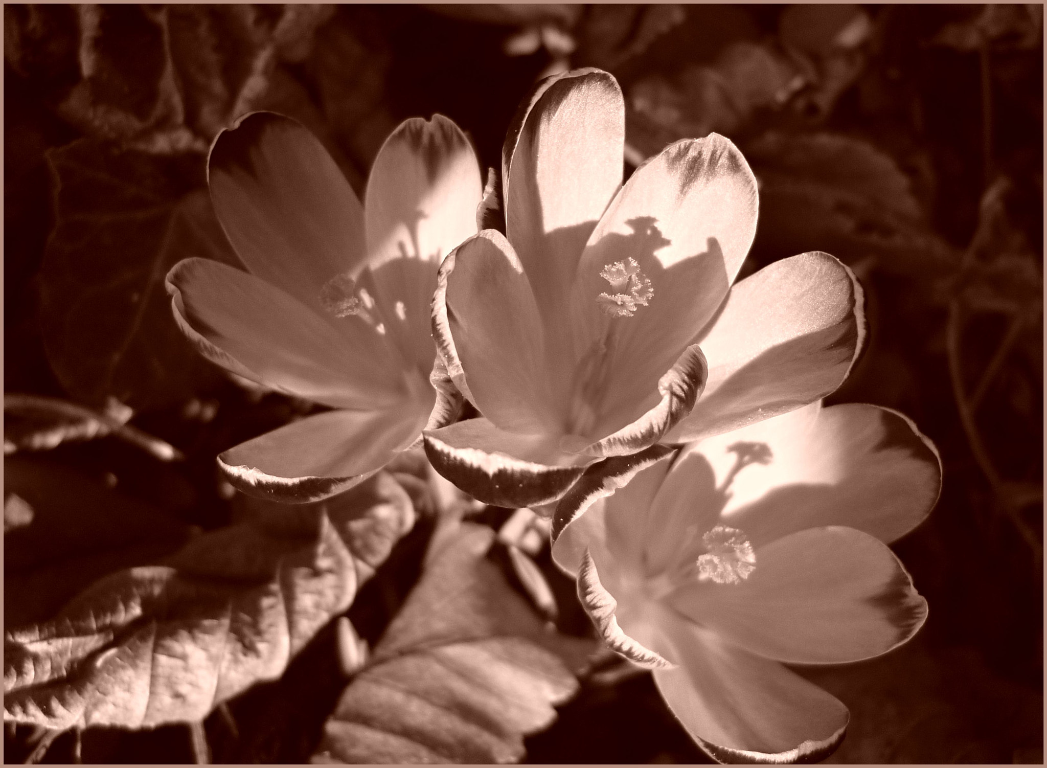 Panasonic DMC-FS62 sample photo. Crocus flower photography