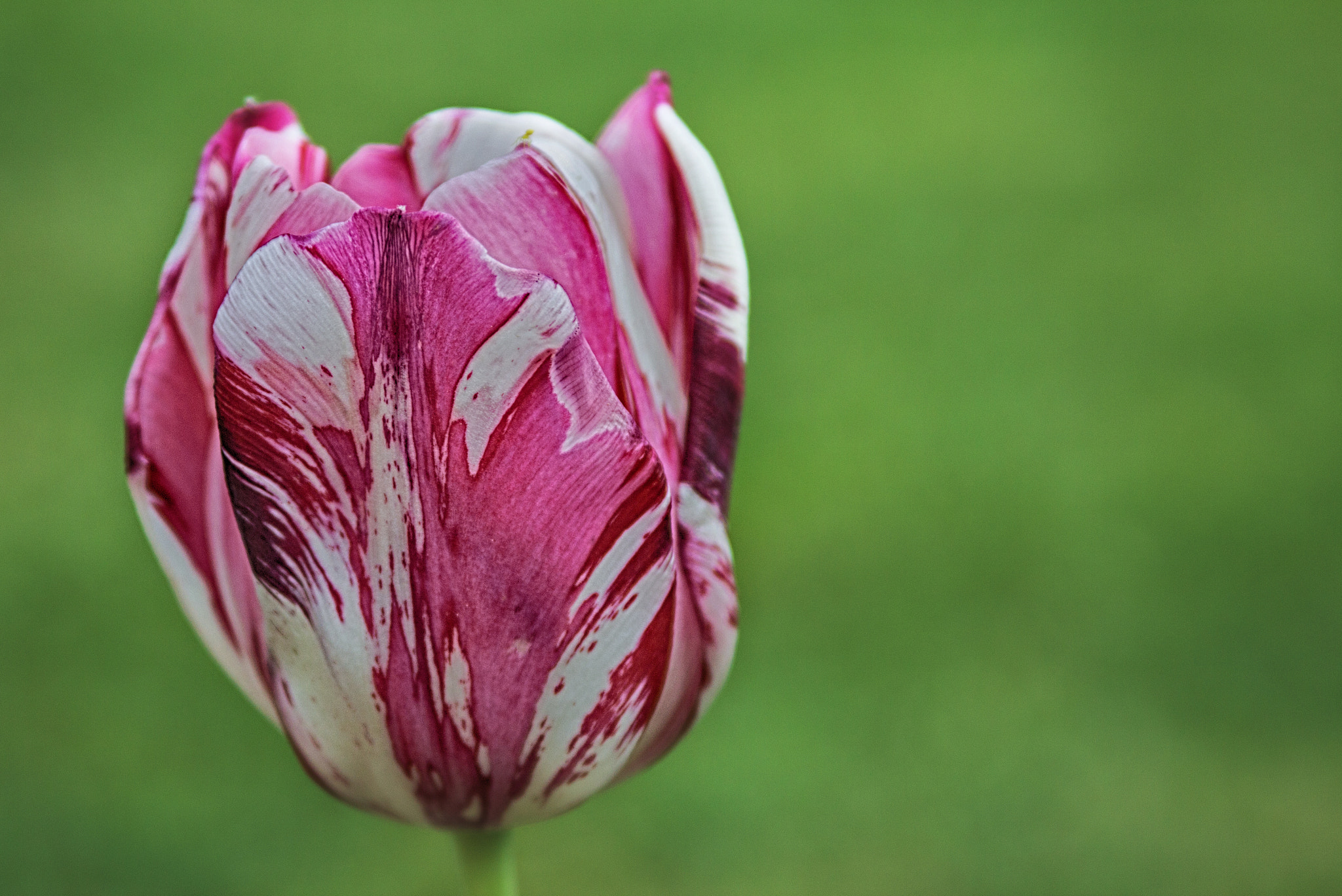 Canon EF 28-90mm f/4-5.6 sample photo. Flower.jpg photography