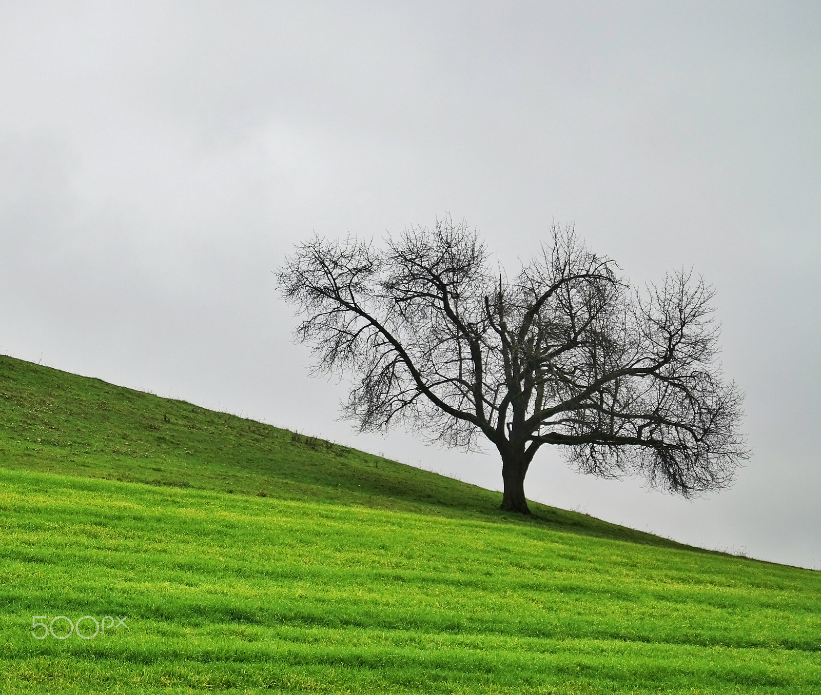 Samsung EK-GN120 sample photo. The tree on the hill photography