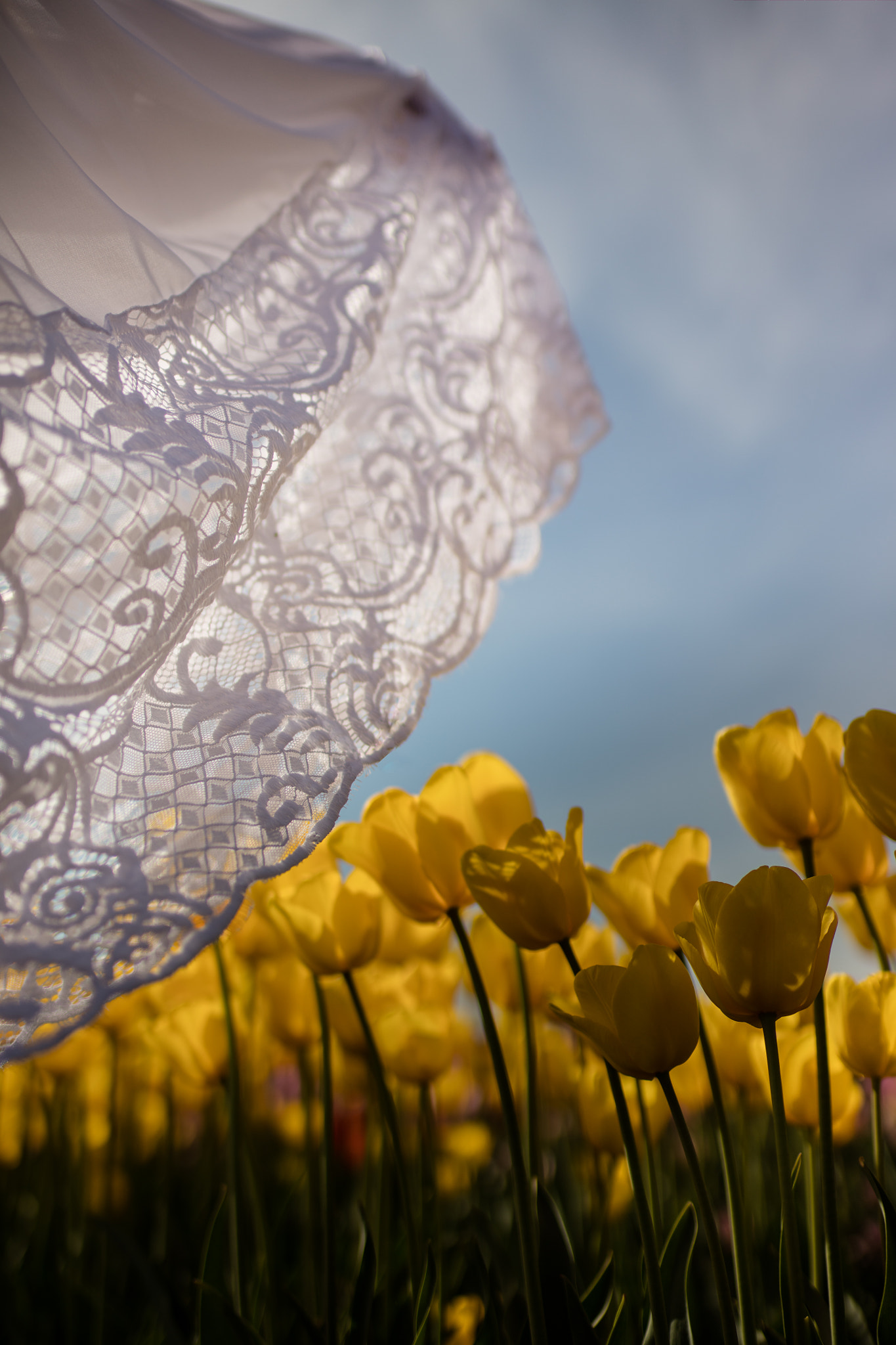 Canon EOS 5DS R sample photo. Flowers and flare photography