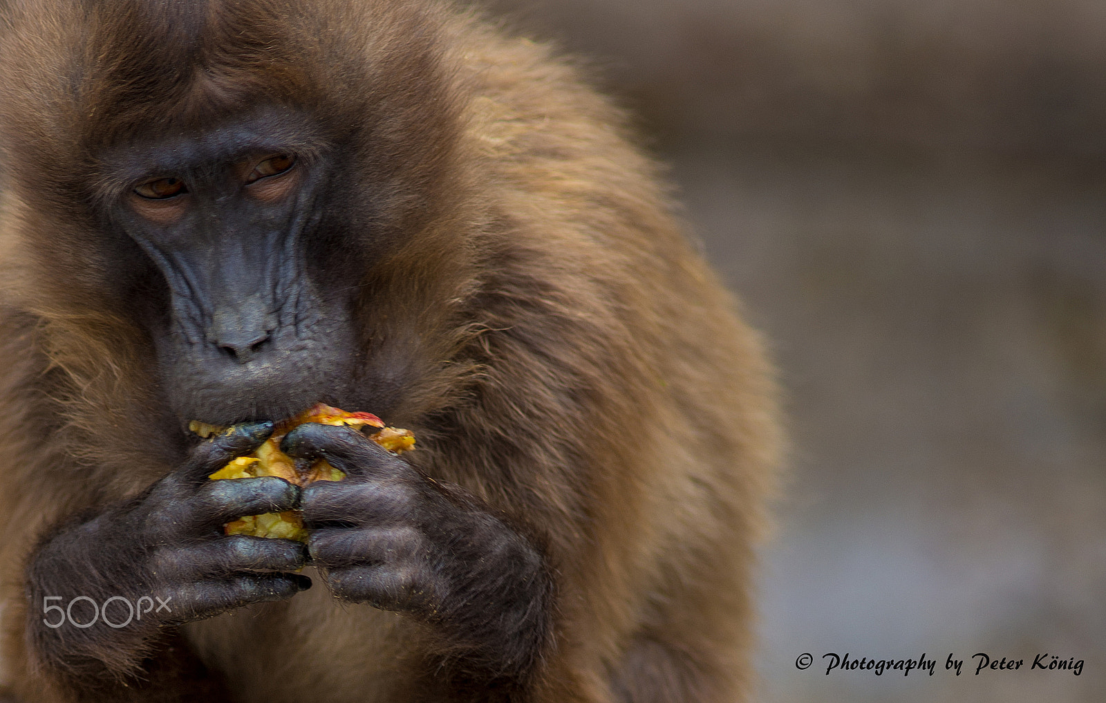 Nikon D600 + AF Nikkor 300mm f/4 IF-ED sample photo. Monkeys meal photography