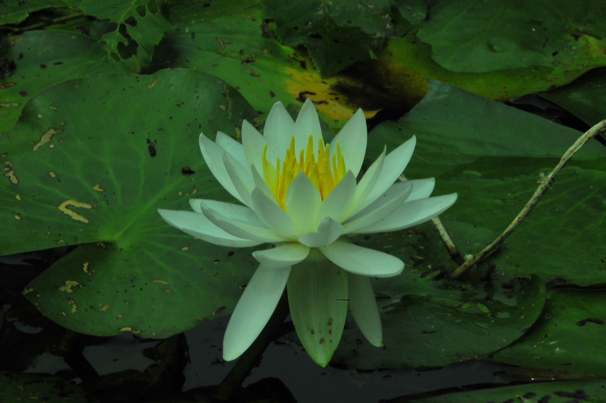 Sigma 50-500mm F4-6.3 EX APO RF HSM sample photo. Water lotus photography