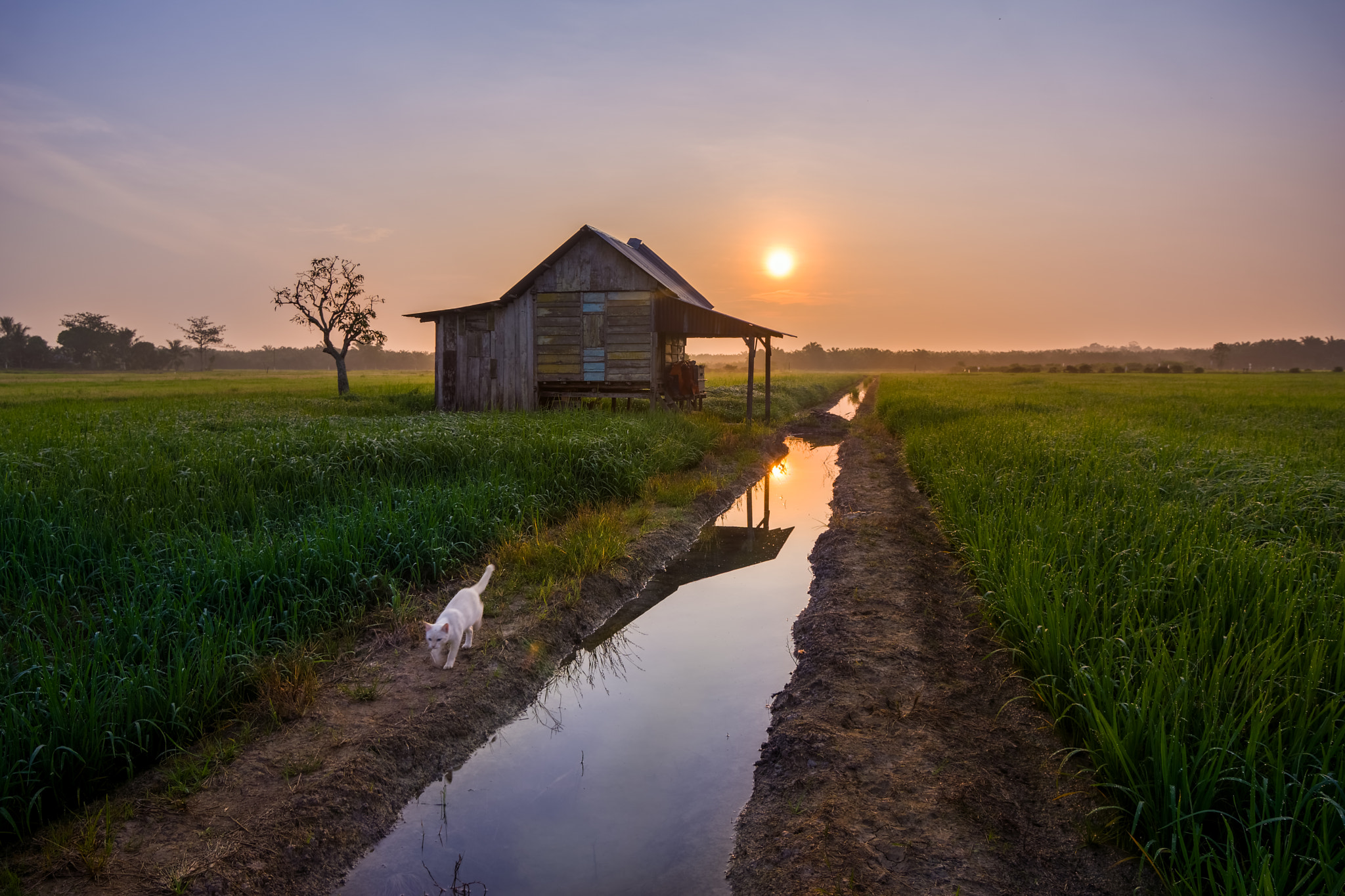 Sony a6000 + 20mm F2.8 sample photo. Golden sunrise photography