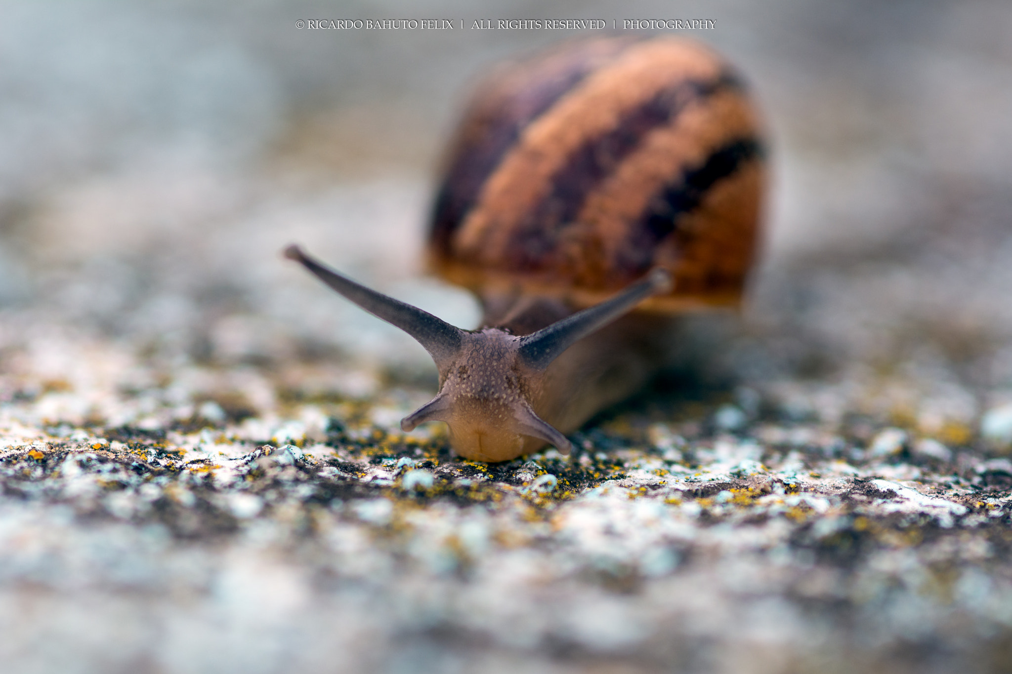 Nikon D7100 + AF Micro-Nikkor 105mm f/2.8 sample photo. Are you looking to me? photography