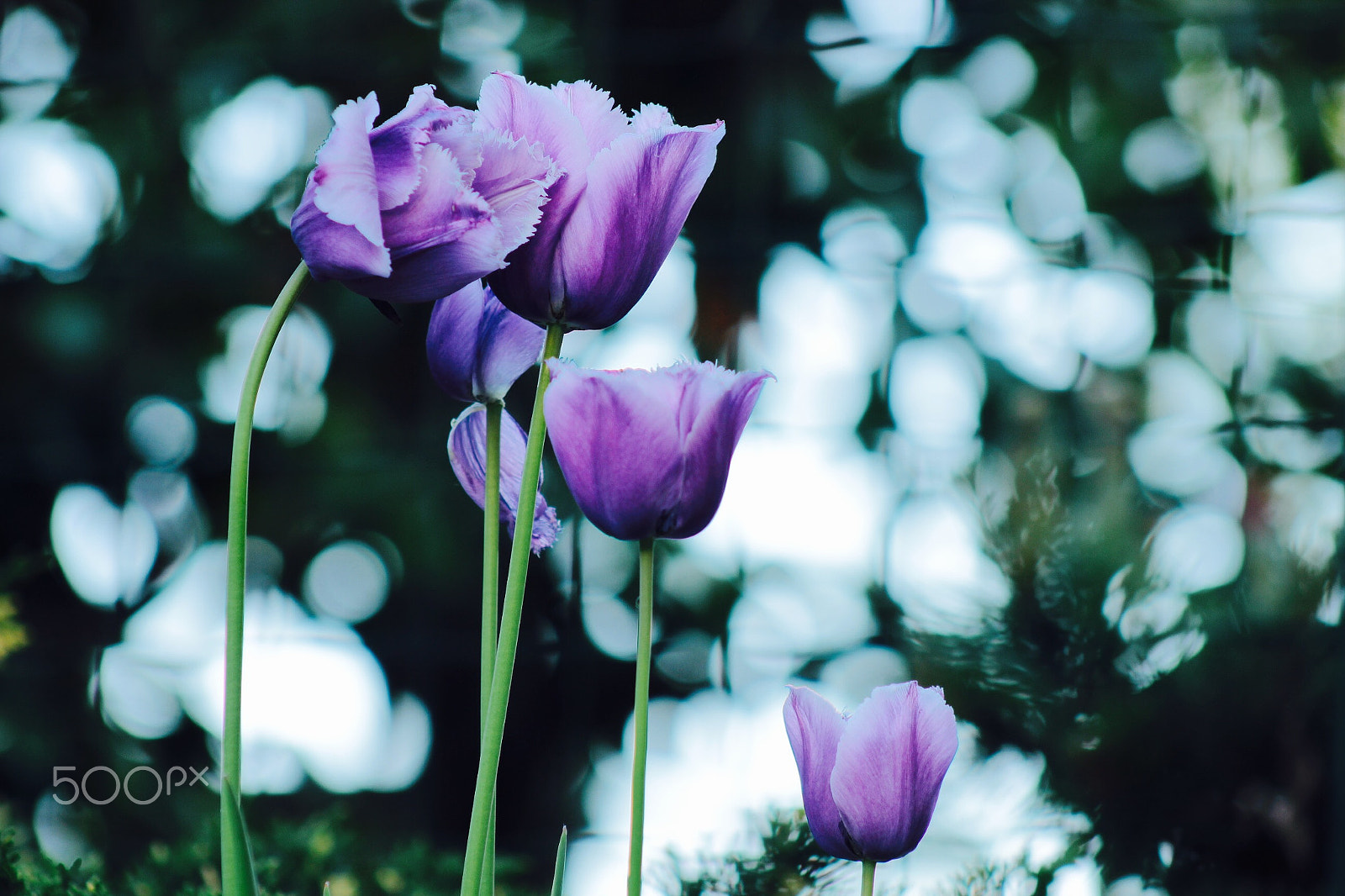 Canon EF75-300mm f/4-5.6 sample photo. Tulips photography