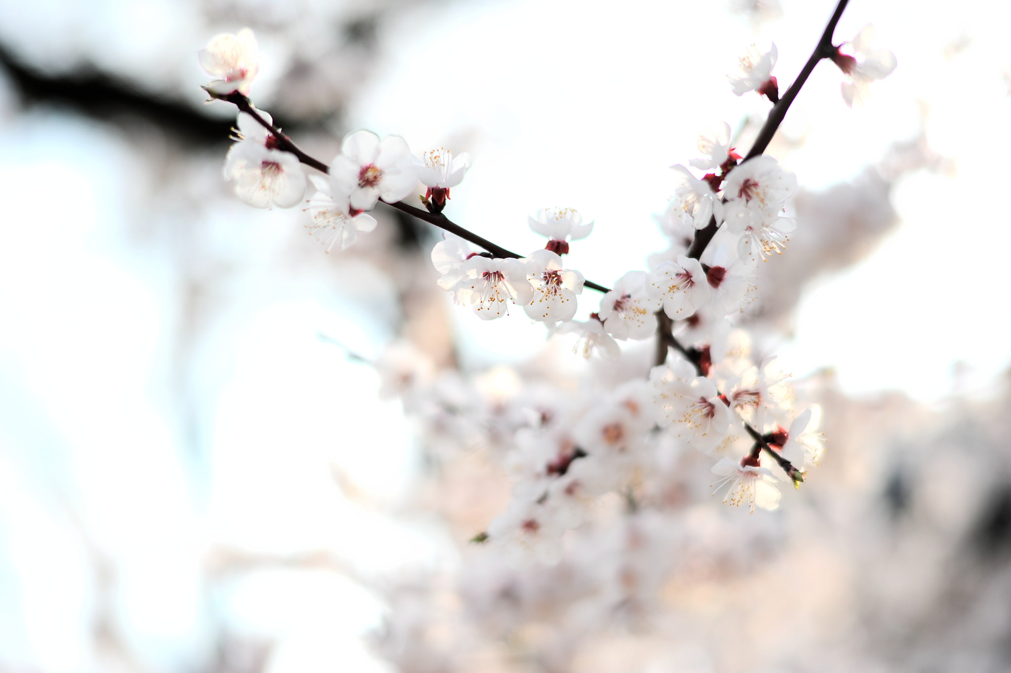 Nikon D700 + Nikon AF-S Nikkor 58mm F1.4G sample photo. Cherry blossom photography