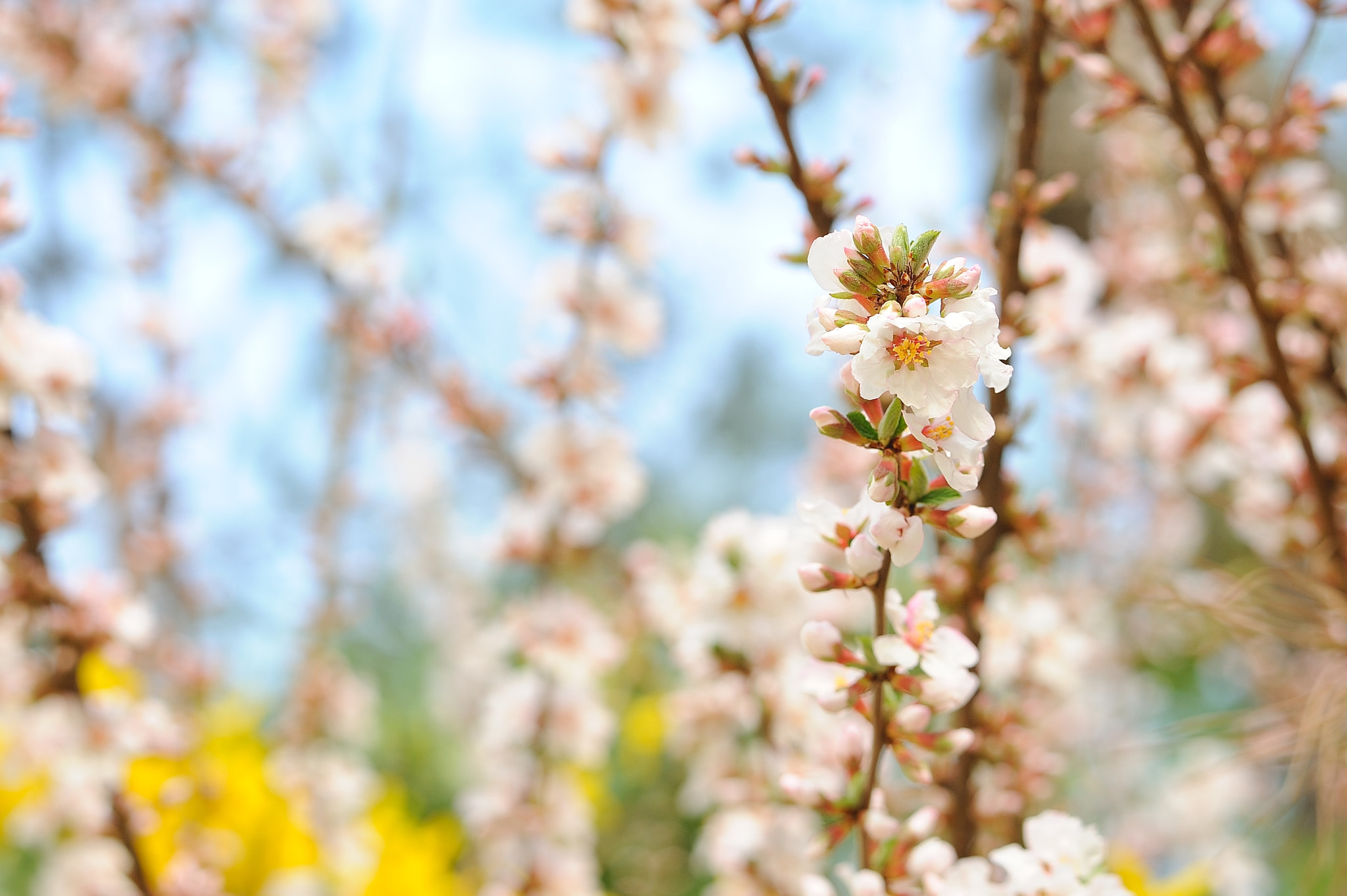 Nikon D700 + Nikon AF-S Nikkor 58mm F1.4G sample photo. Cherry blossom photography