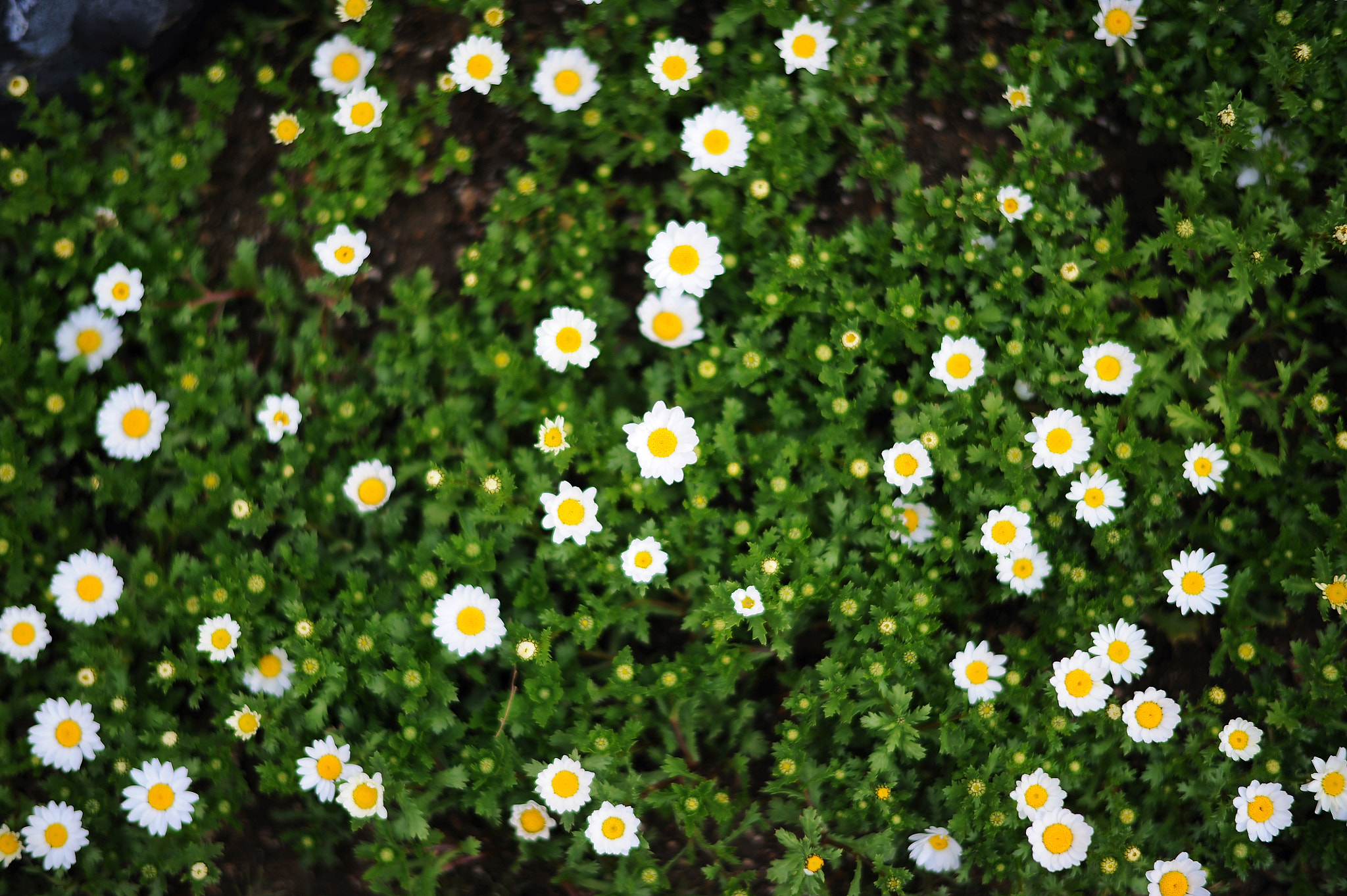 Nikon D700 + Nikon AF-S Nikkor 58mm F1.4G sample photo. Flower on street photography