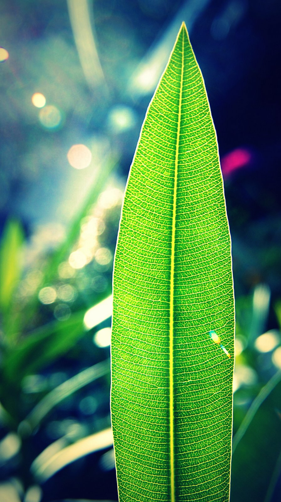 Sony DT 18-200mm F3.5-6.3 sample photo. Maze photography