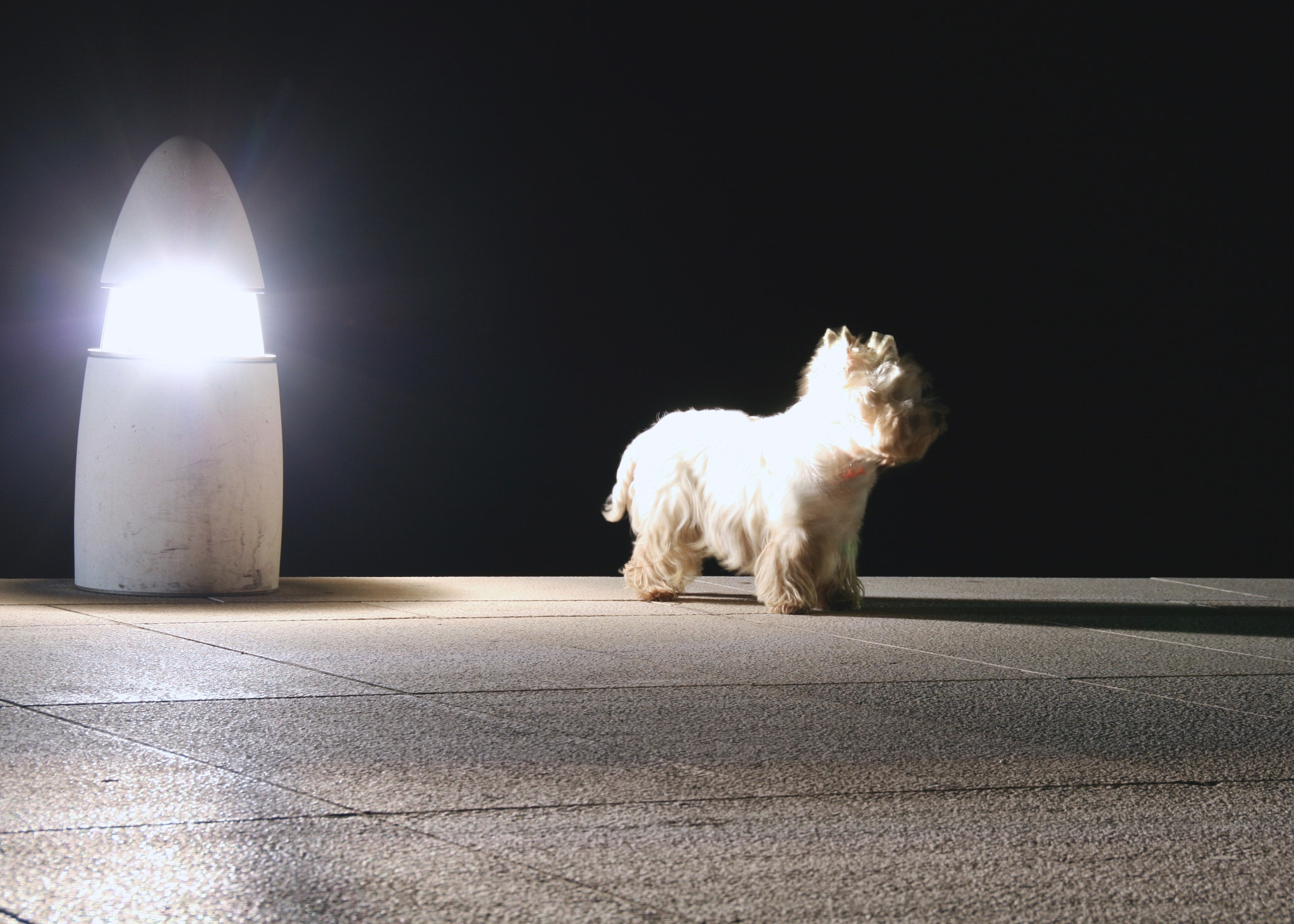 Sigma 18-250mm F3.5-6.3 DC OS HSM sample photo. White light dog photography