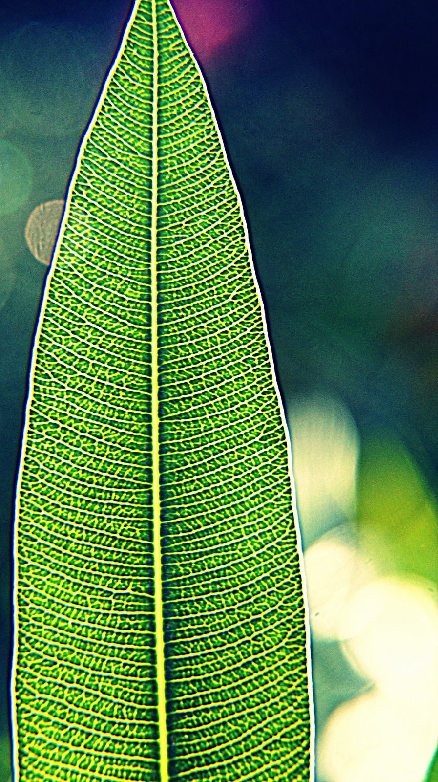 Sony DT 18-200mm F3.5-6.3 sample photo