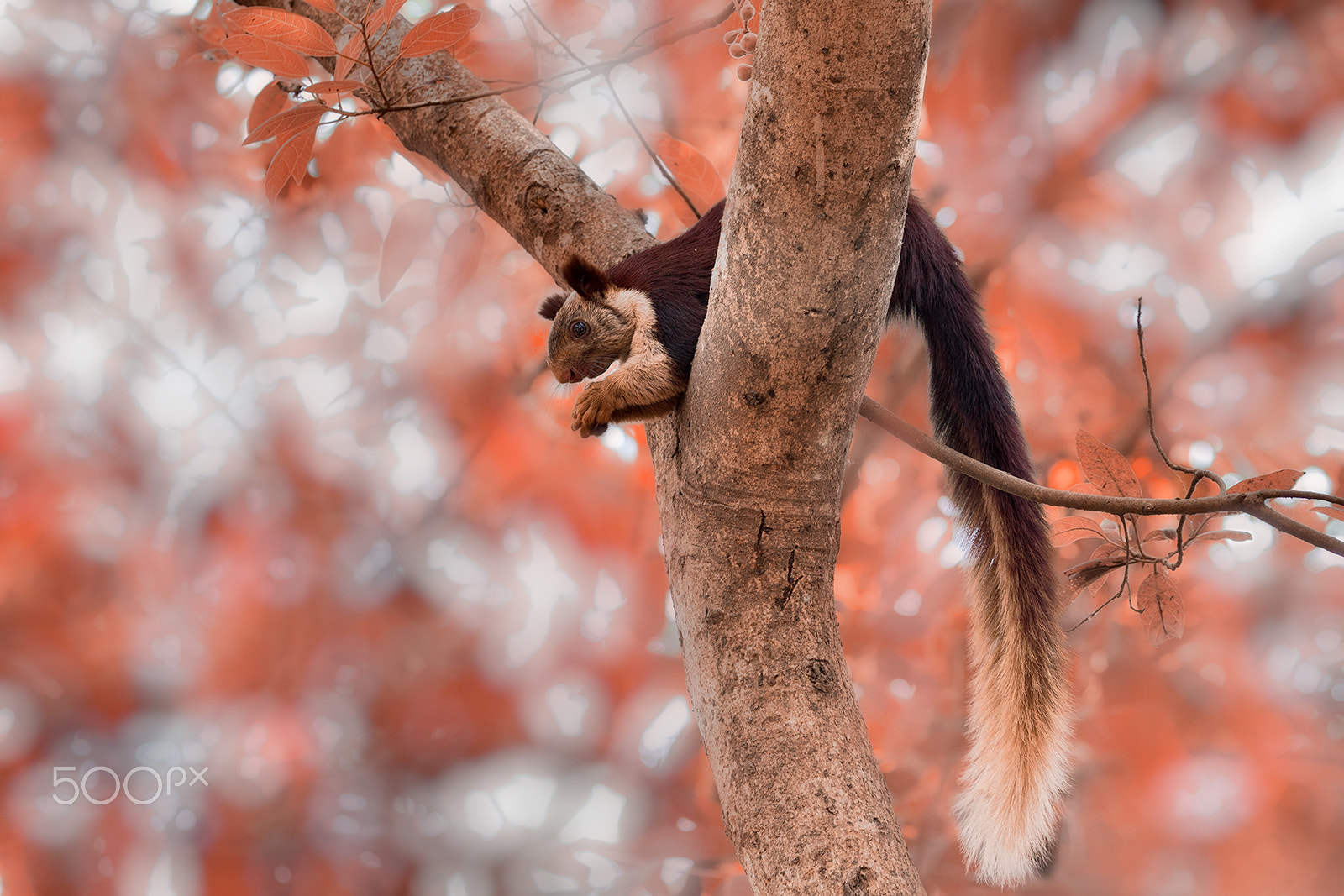 Canon EOS-1D Mark IV + Canon EF 100-400mm F4.5-5.6L IS II USM sample photo. Squirrel of the dreams photography