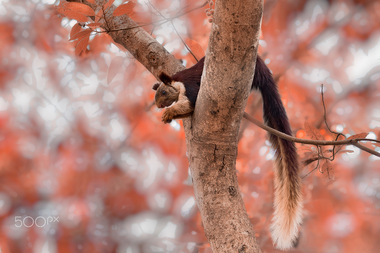 Canon EF 100-400mm F4.5-5.6L IS II USM sample photo. Squirrel of the dreams photography