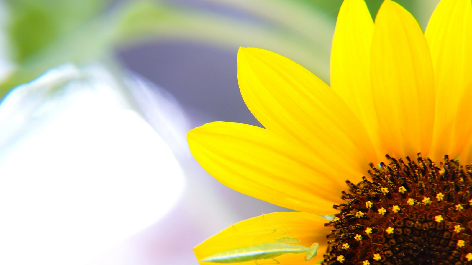 Sony DT 18-200mm F3.5-6.3 sample photo