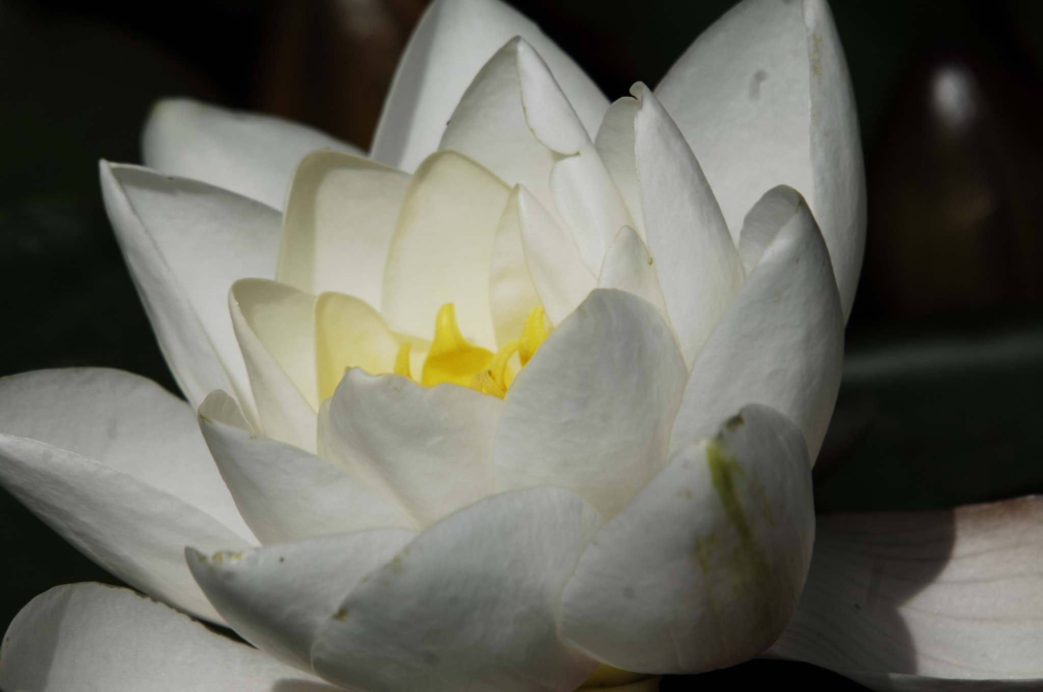 Nikon D2X + Sigma 50-500mm F4-6.3 EX APO RF HSM sample photo. Water lotus photography