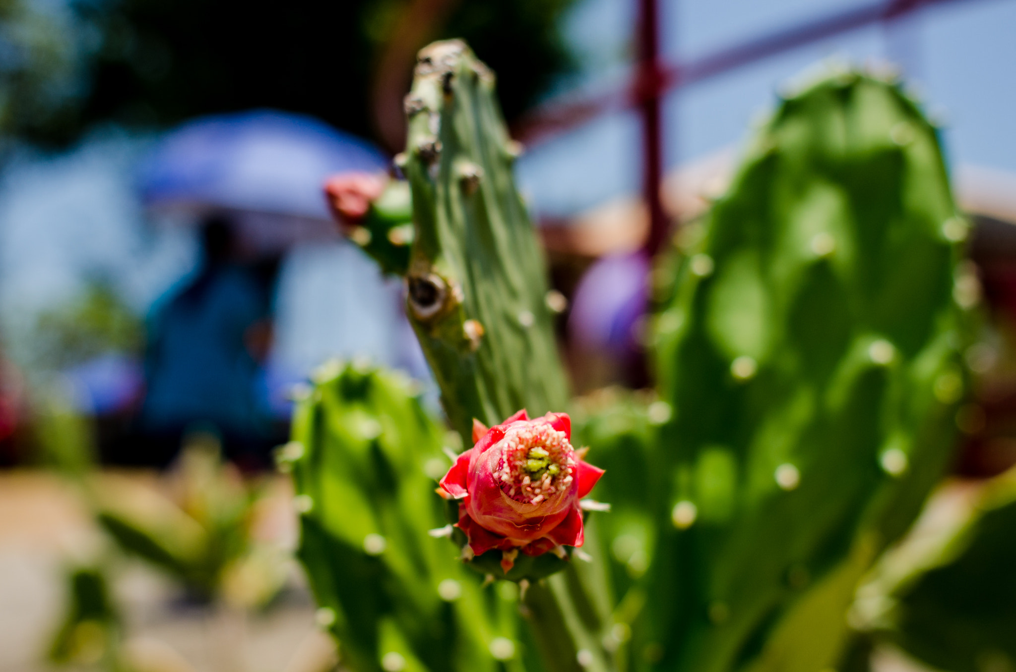 Nikon D7000 + Nikon AF Nikkor 24mm F2.8D sample photo. Red cactus flower photography
