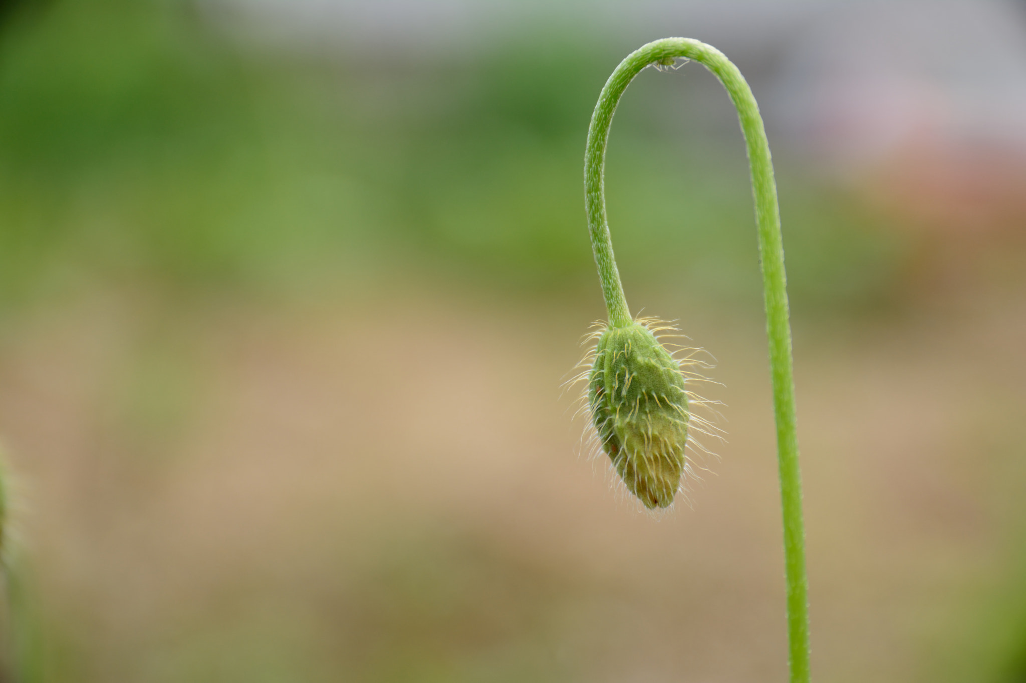 Sigma 17-70mm F2.8-4 DC Macro OS HSM | C sample photo. Wild grass in spring photography