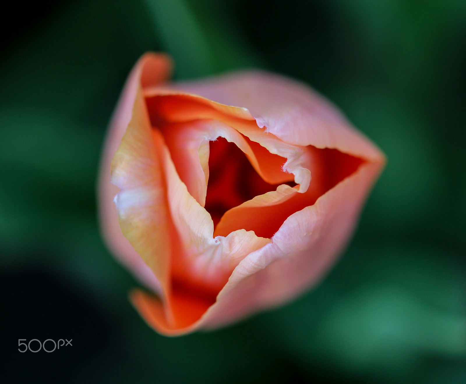 Sigma 105mm F2.8 EX DG OS HSM sample photo. Recursive photography