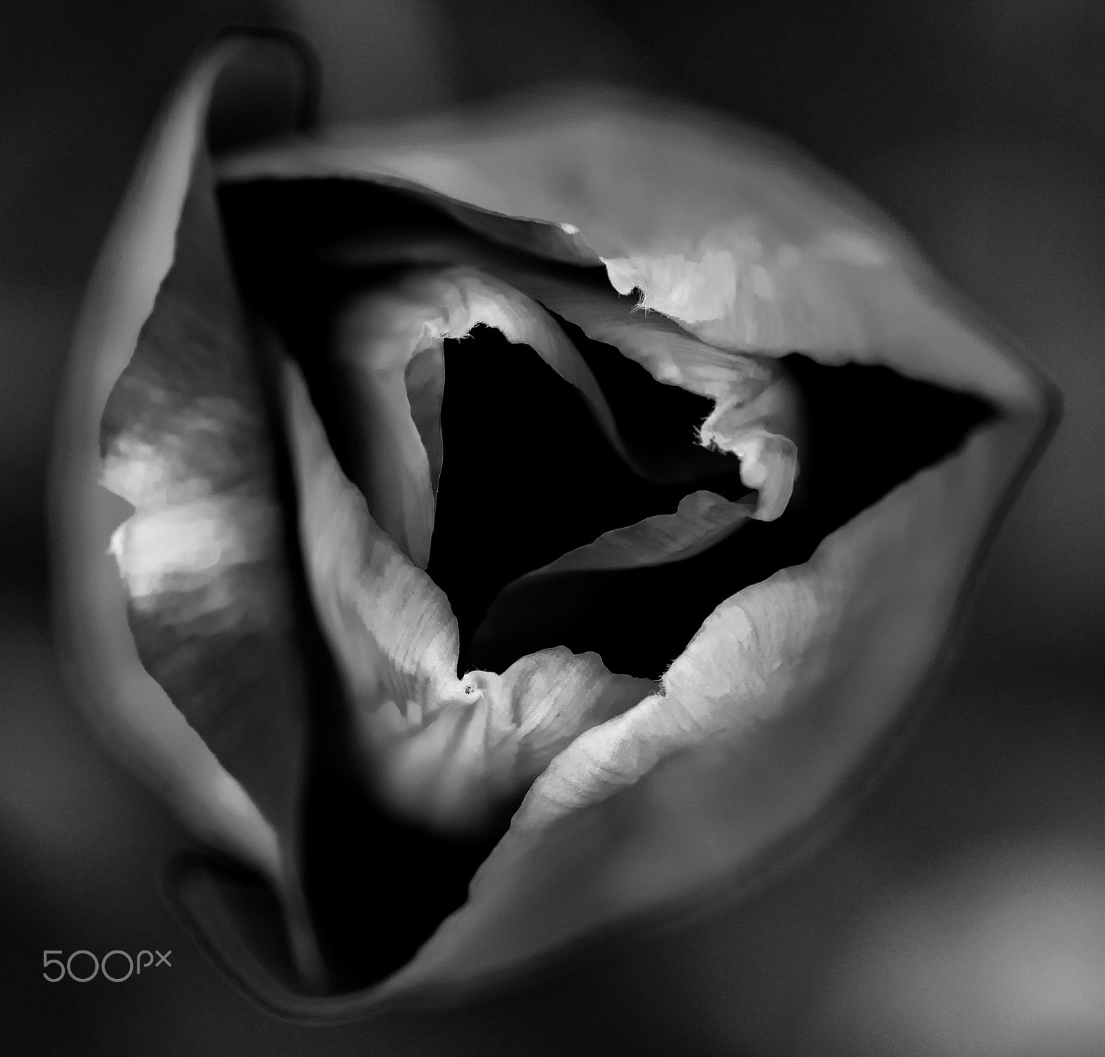 Sigma 105mm F2.8 EX DG OS HSM sample photo. Vortex photography