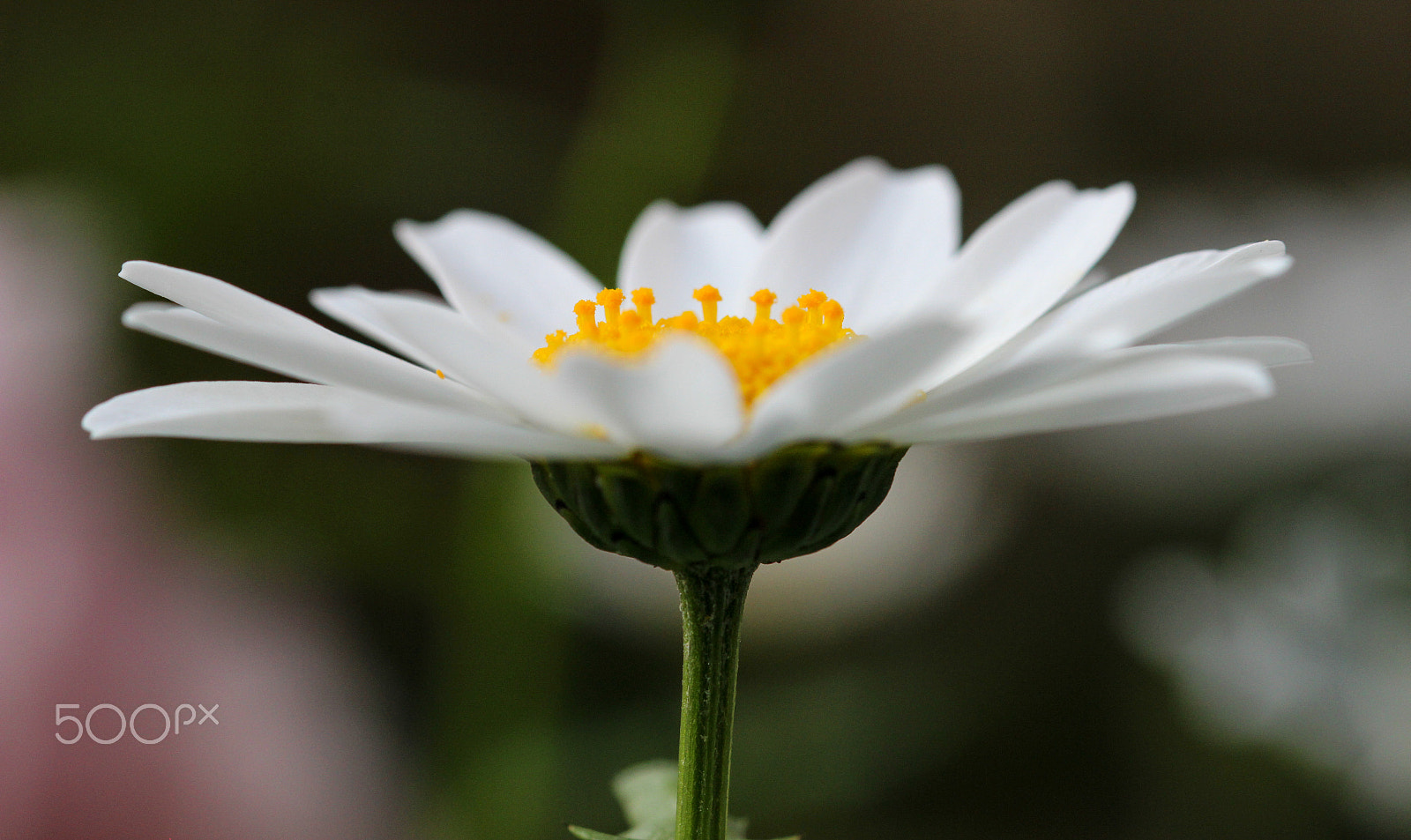 Sigma 105mm F2.8 EX DG OS HSM sample photo. Petal's edge photography