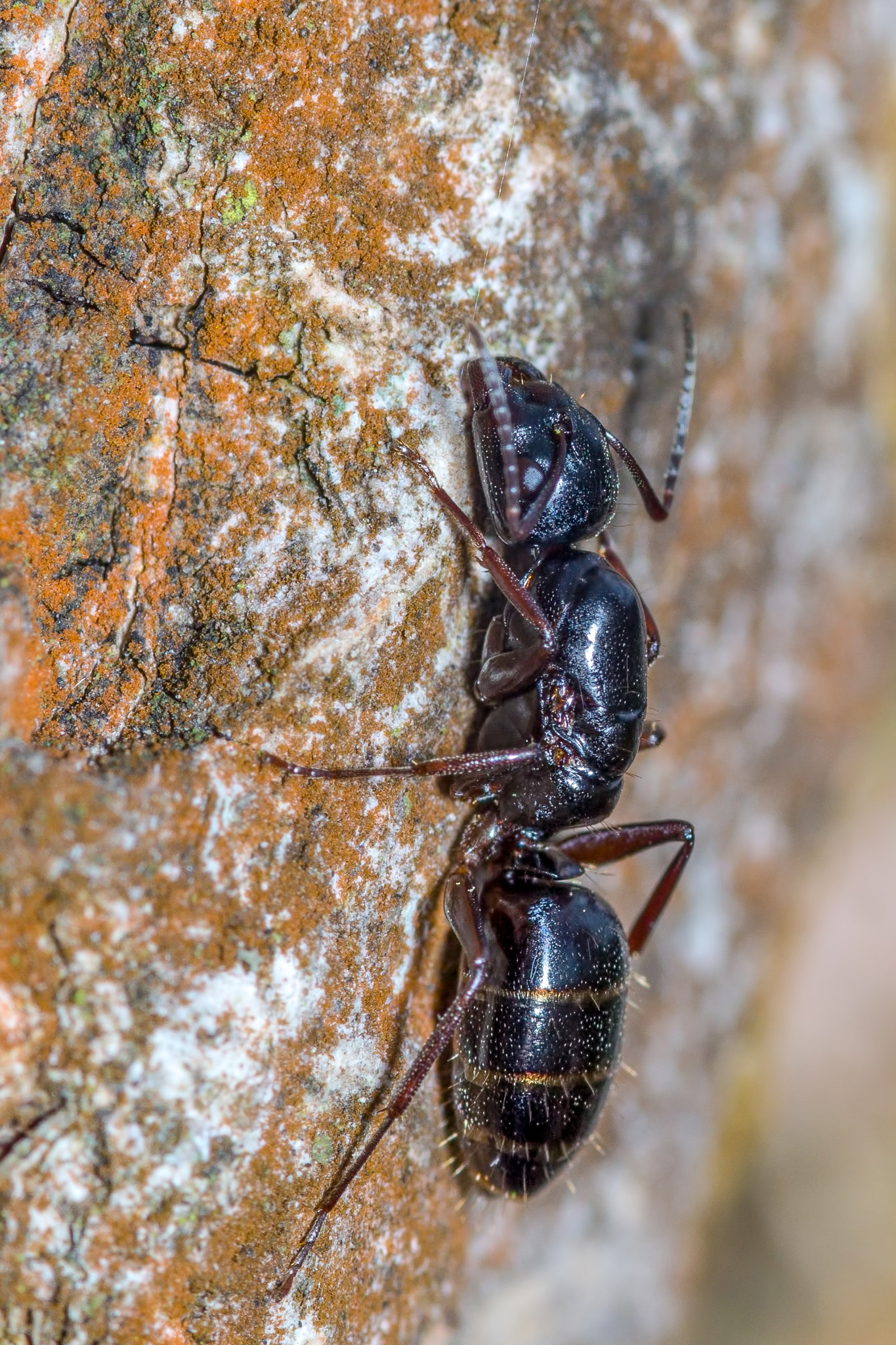 Canon EOS 700D (EOS Rebel T5i / EOS Kiss X7i) + Sigma 105mm F2.8 EX DG Macro sample photo. Ant on a tree photography