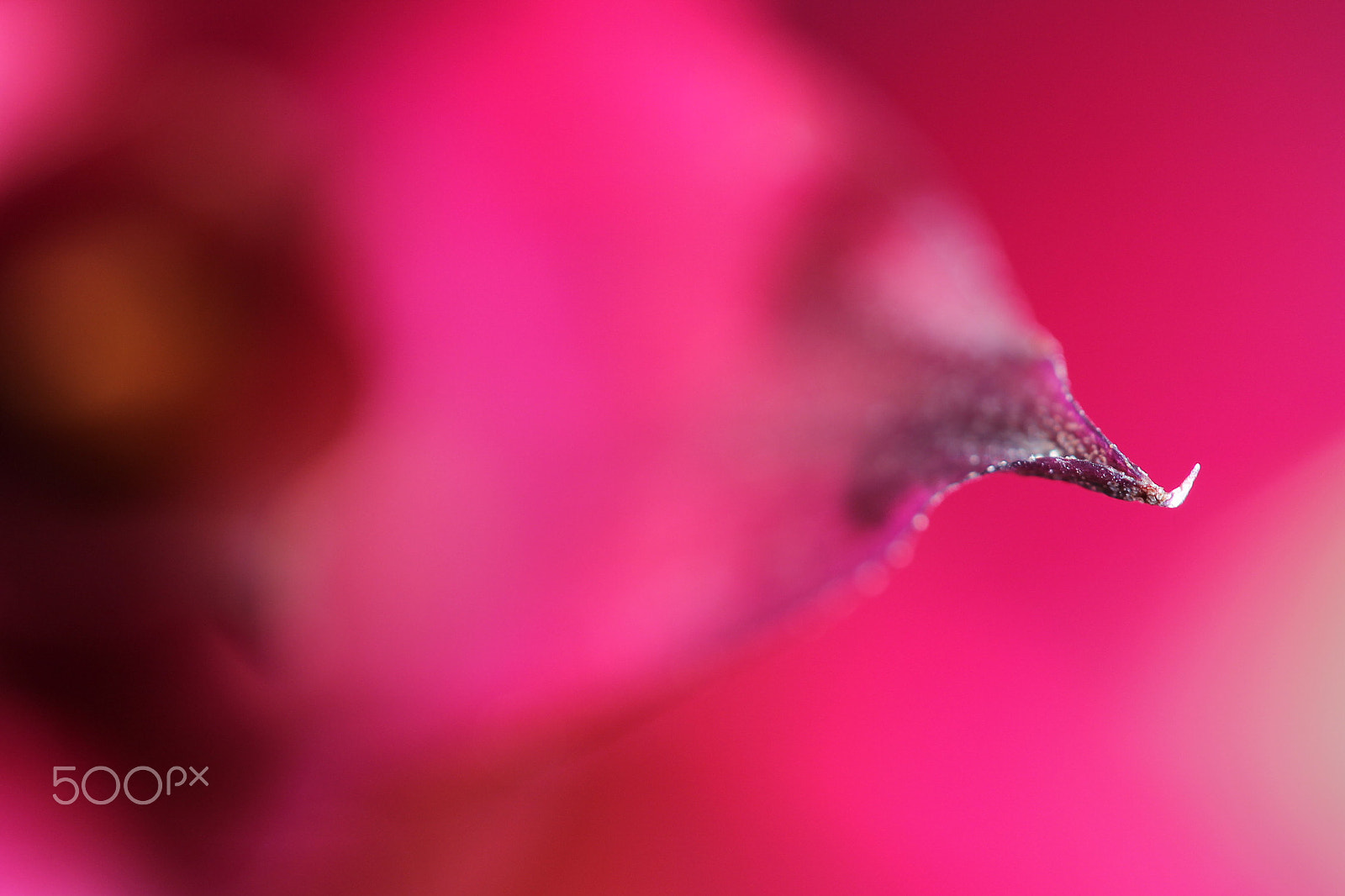 Canon EF-S 60mm F2.8 Macro USM sample photo. Close-up, flowers. photography