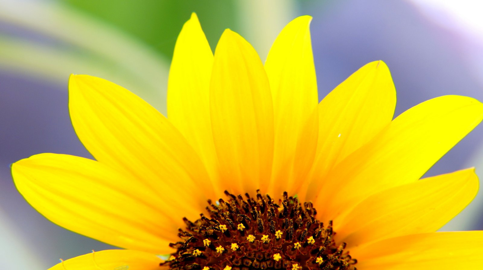 Sony DT 18-200mm F3.5-6.3 sample photo