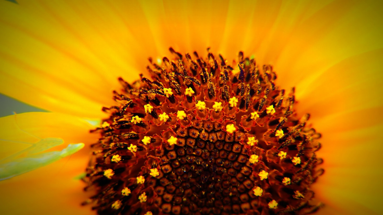 Sony DT 18-200mm F3.5-6.3 sample photo