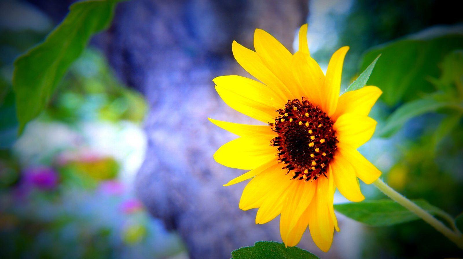 Sony DT 18-200mm F3.5-6.3 sample photo