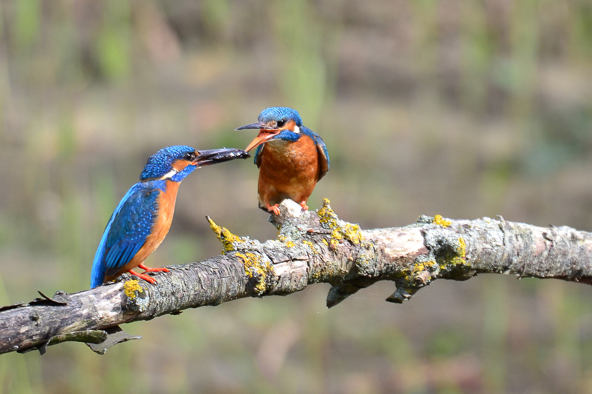 Nikon D3100 + Sigma 50-500mm F4.5-6.3 DG OS HSM sample photo. Kingfisher couple with fish photography