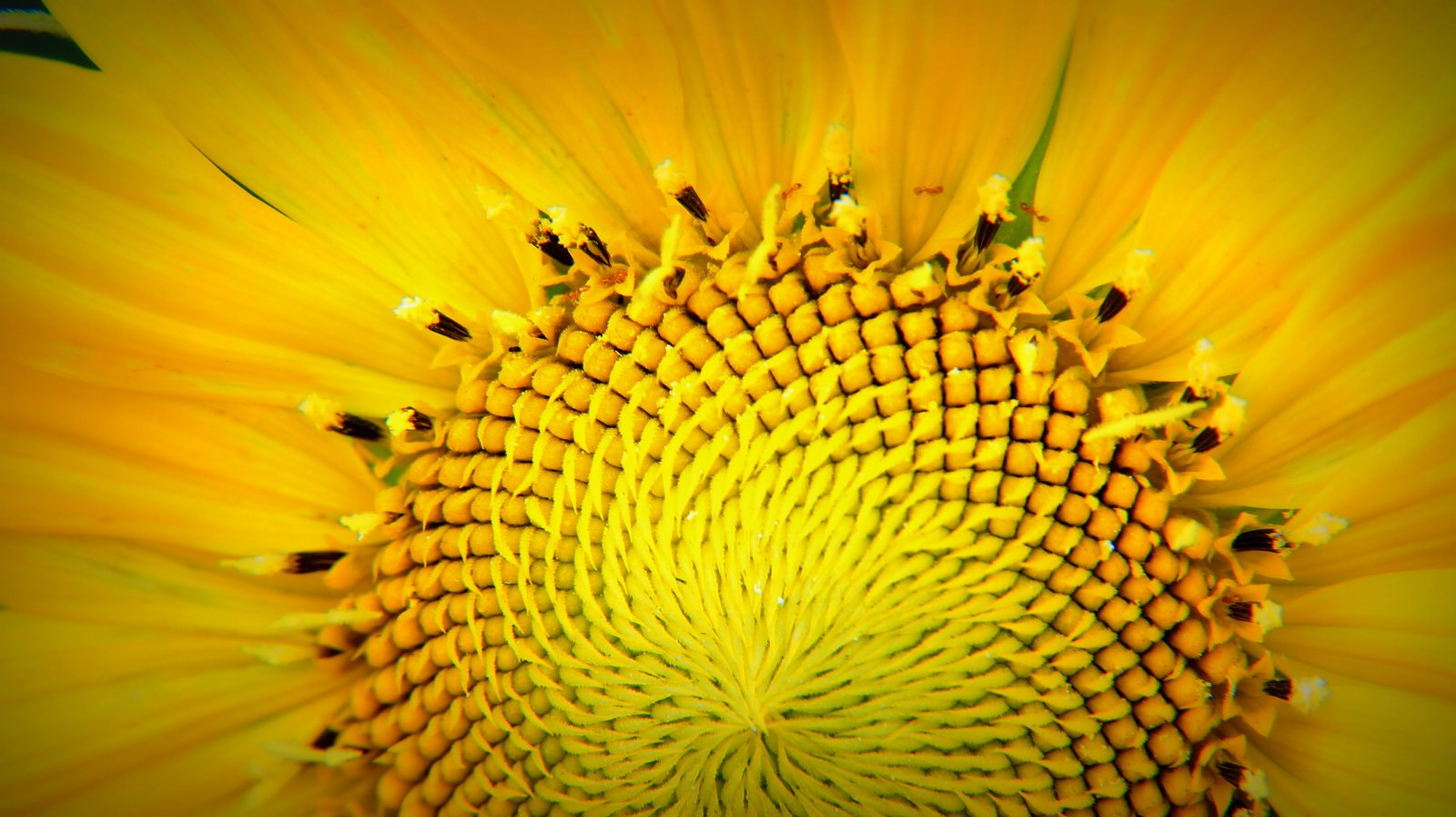 Sony DT 18-200mm F3.5-6.3 sample photo
