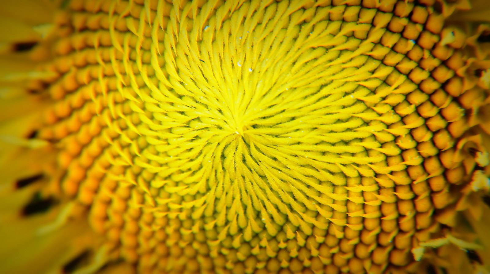 Sony DT 18-200mm F3.5-6.3 sample photo